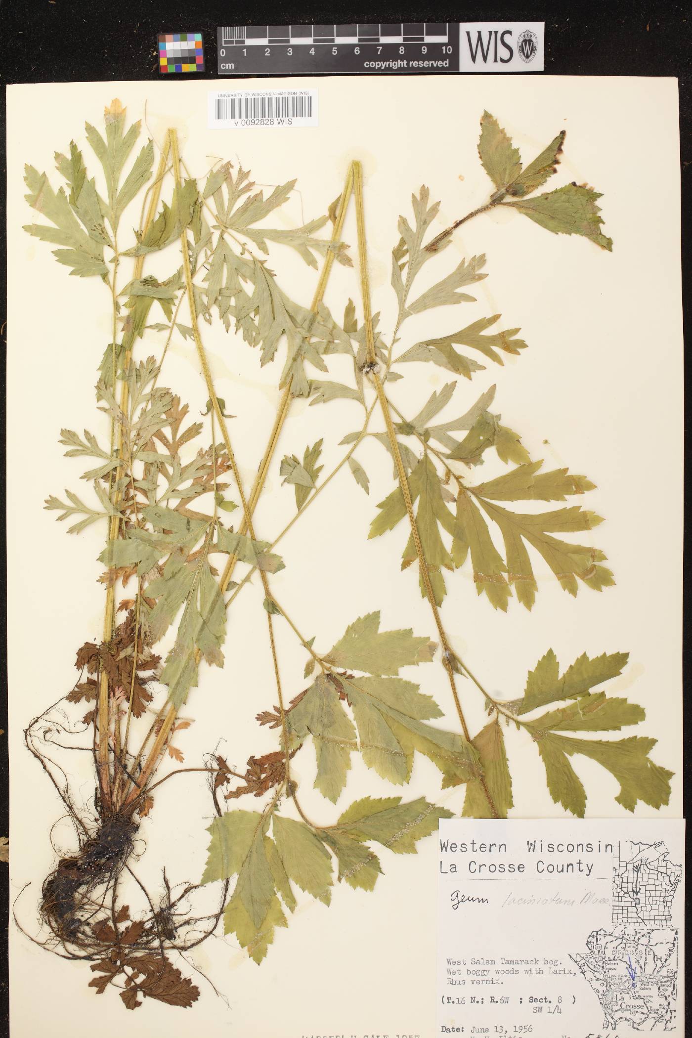 Geum laciniatum image