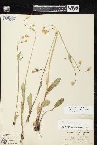 Image of Krigia biflora subsp. biflora