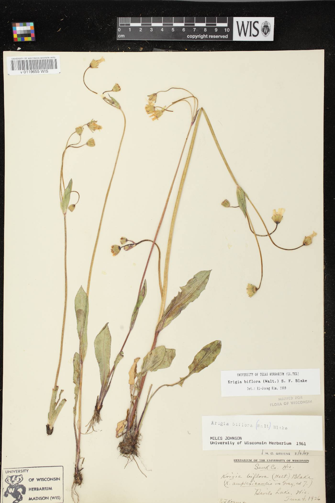 Krigia biflora image