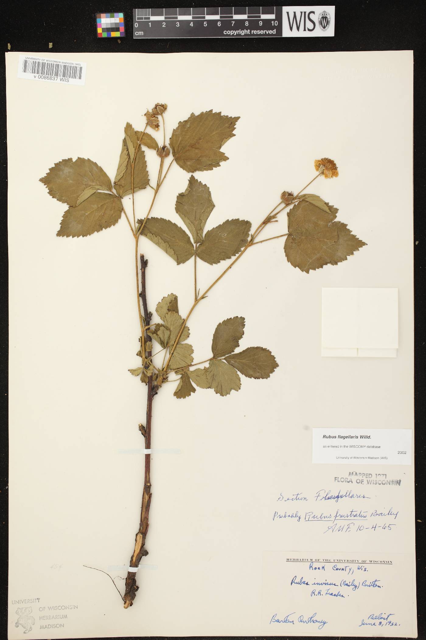 Rubus flagellaris image