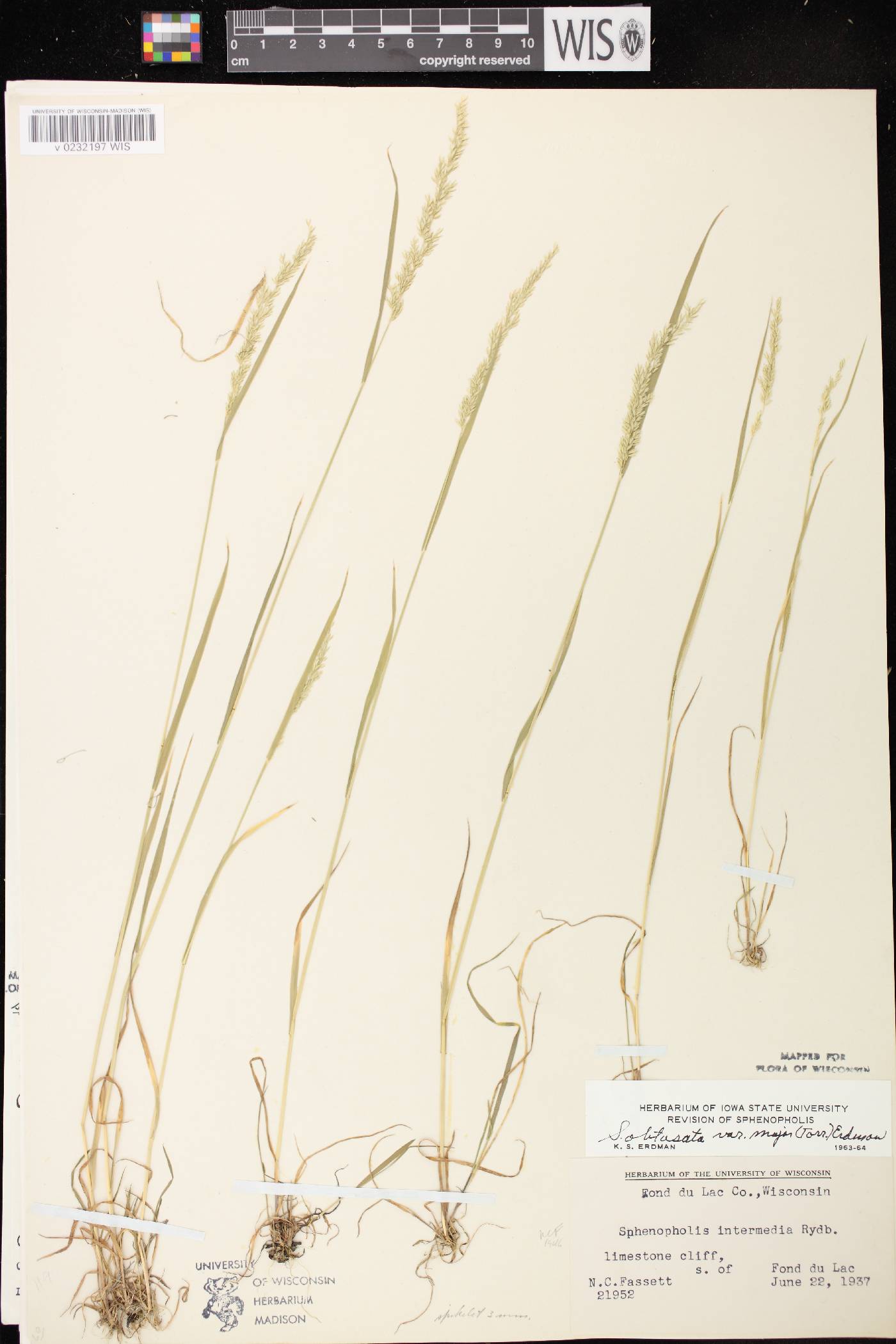 Sphenopholis intermedia image