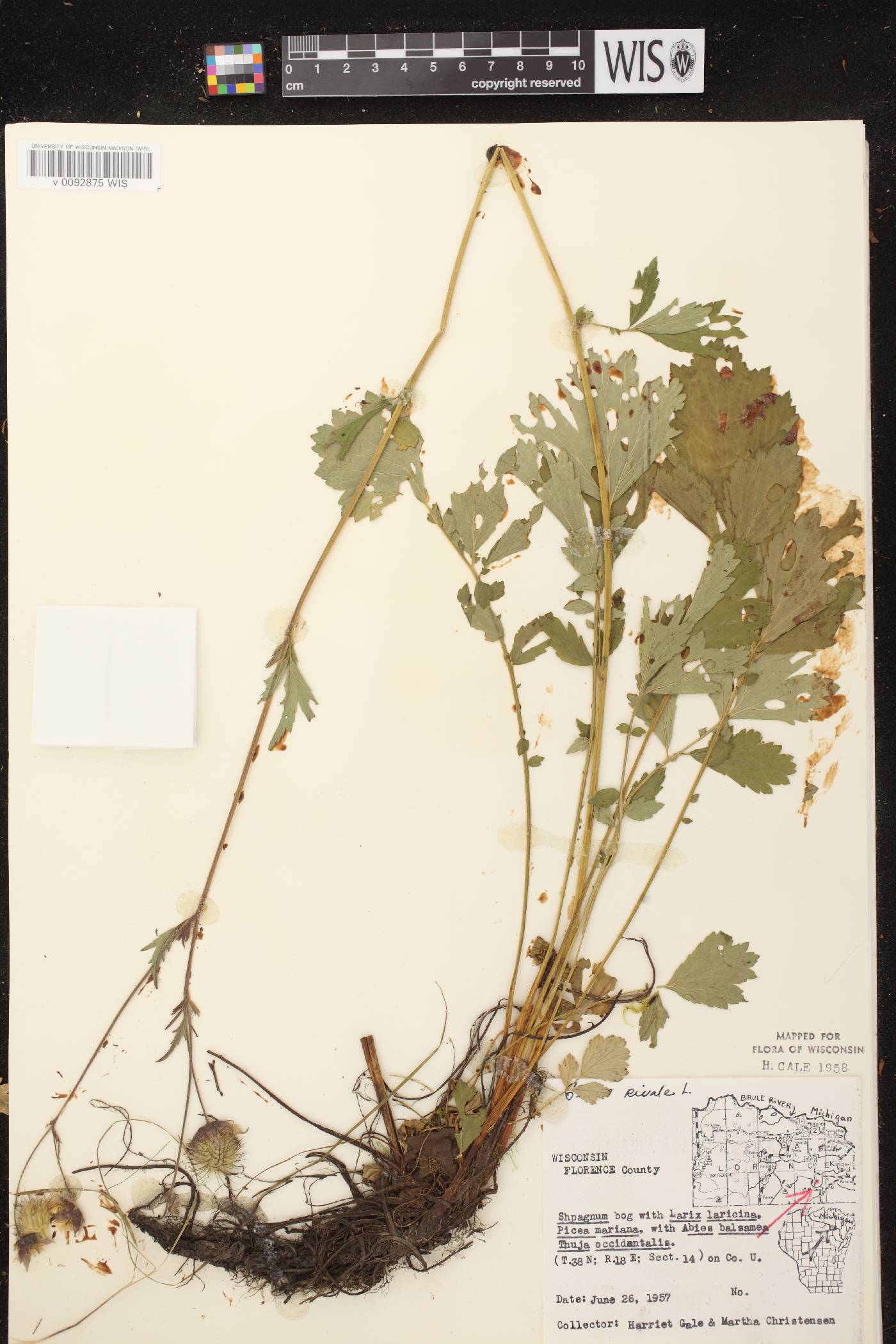 Geum rivale image