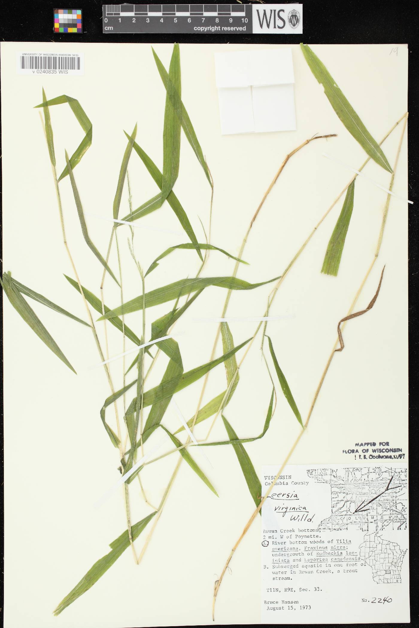Leersia virginica image