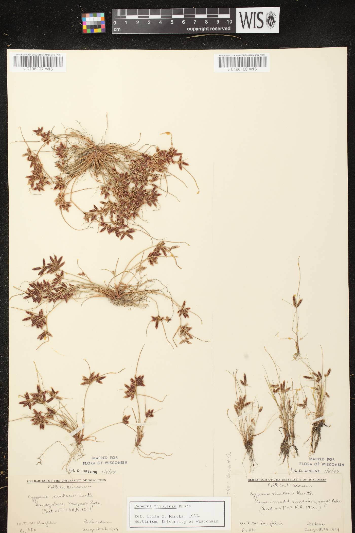 Cyperus bipartitus image