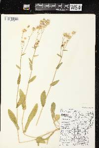 Image of Erigeron philadelphicus var. philadelphicus