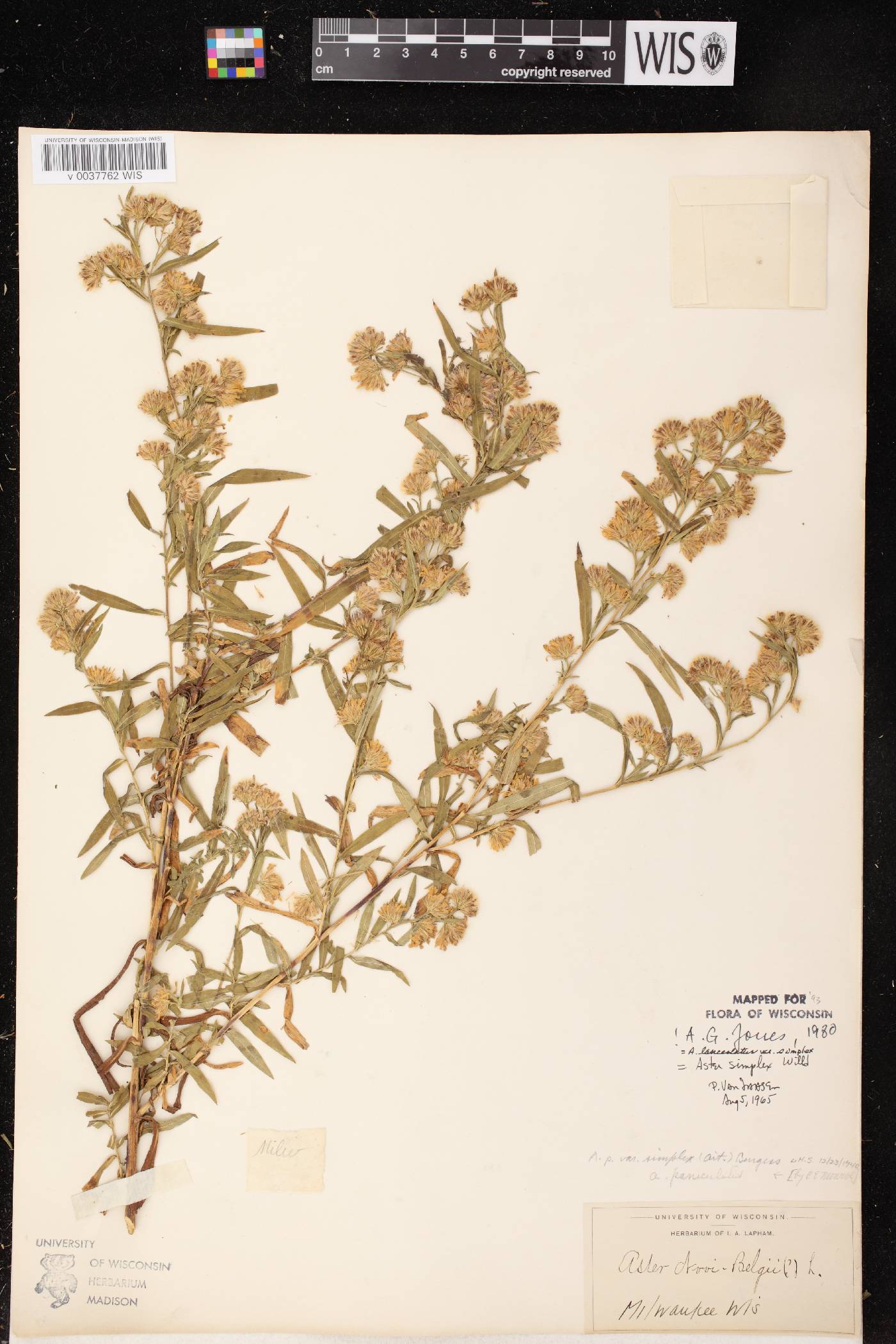 Symphyotrichum lanceolatum var. lanceolatum image