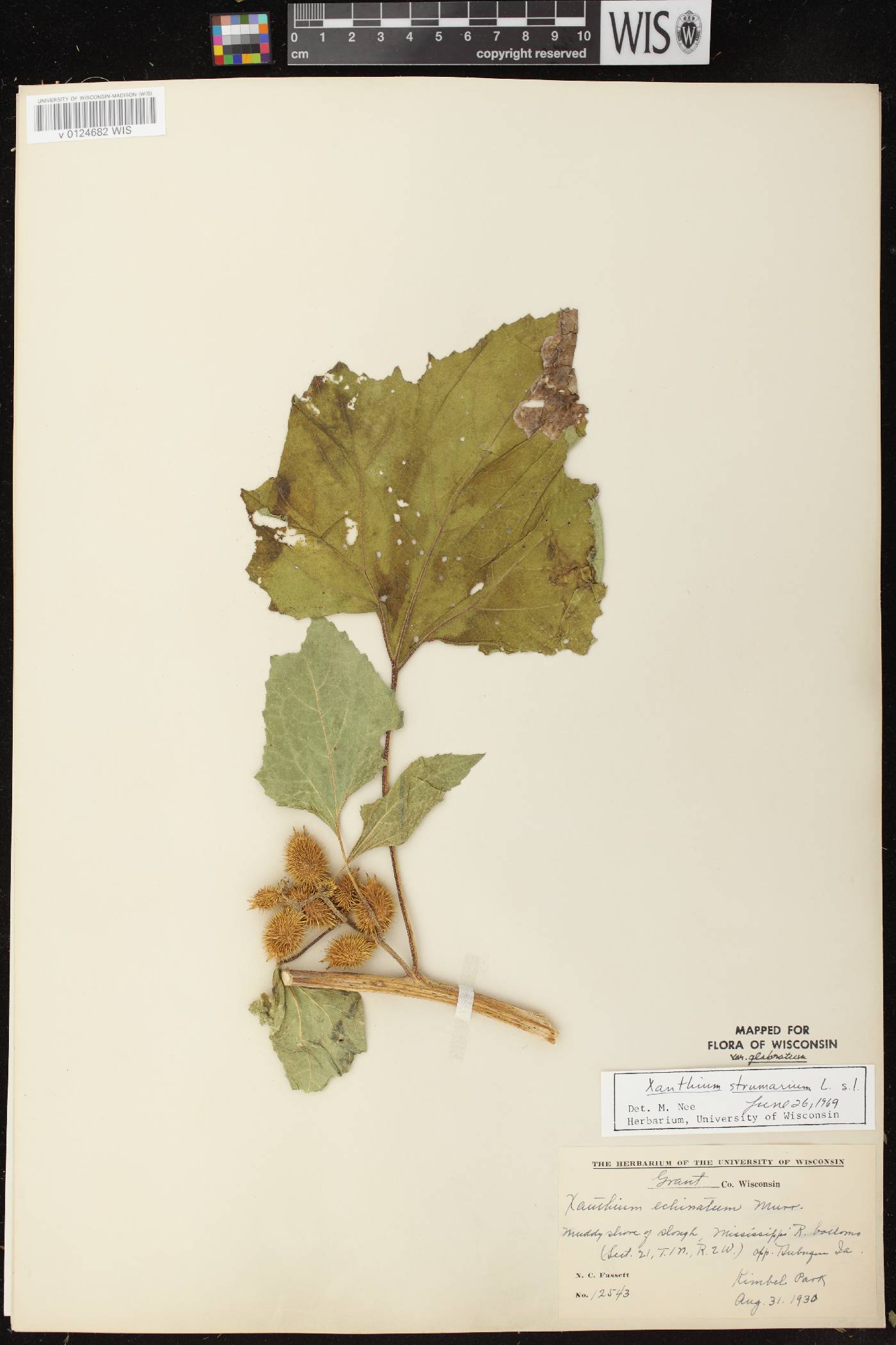 Xanthium strumarium image