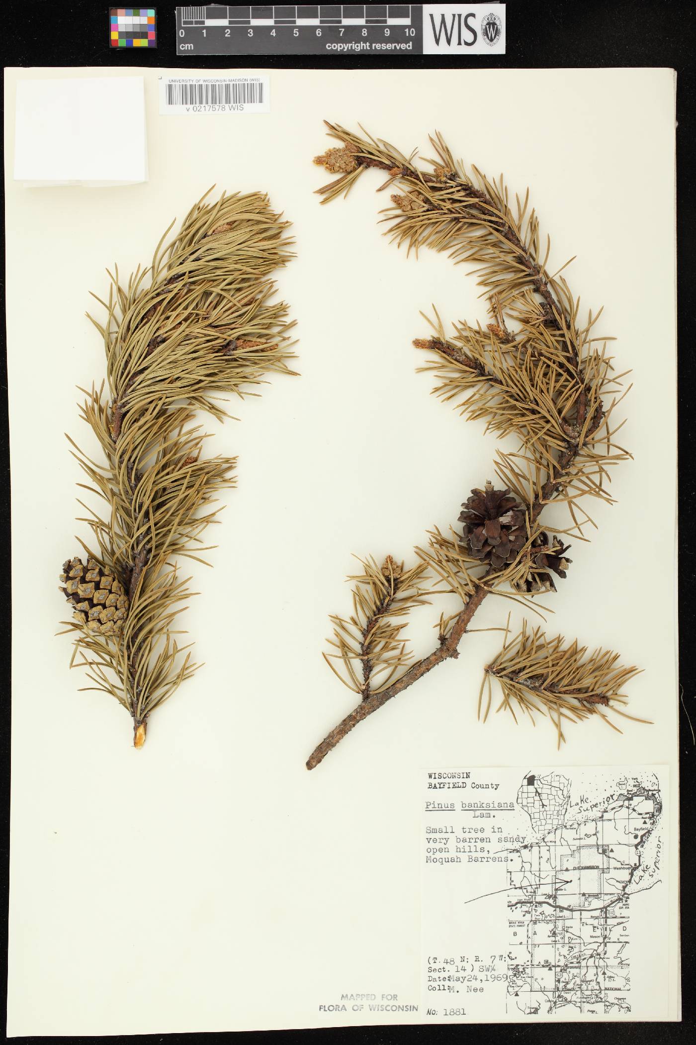 Pinus banksiana image