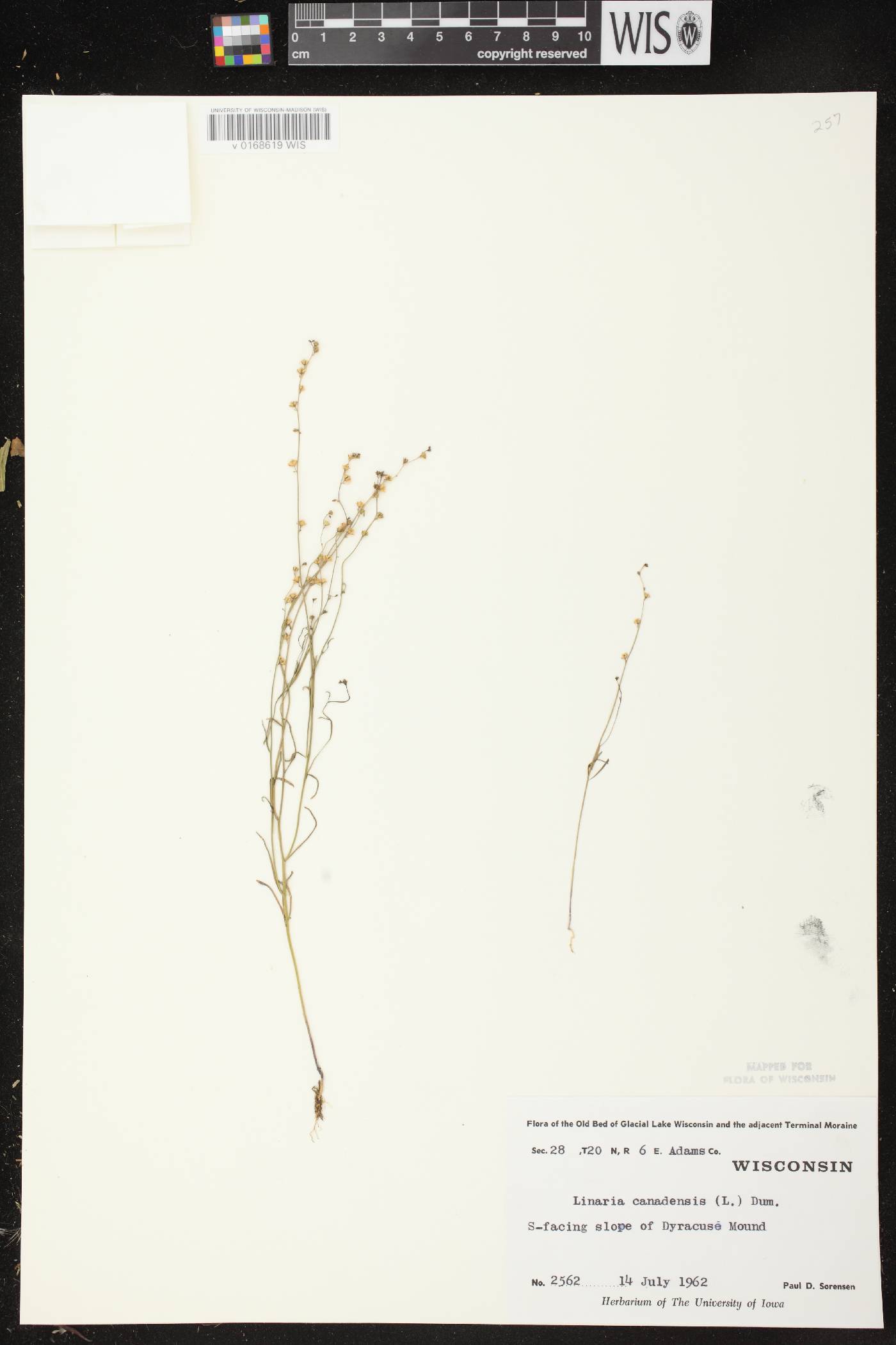 Nuttallanthus canadensis image