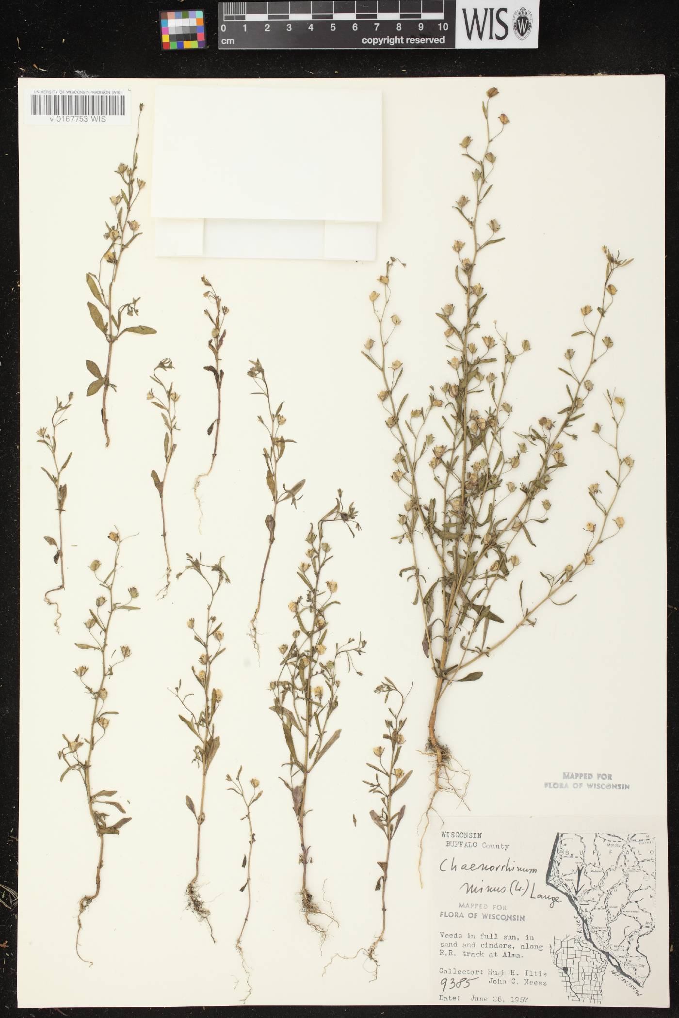 Chaenorhinum minus image