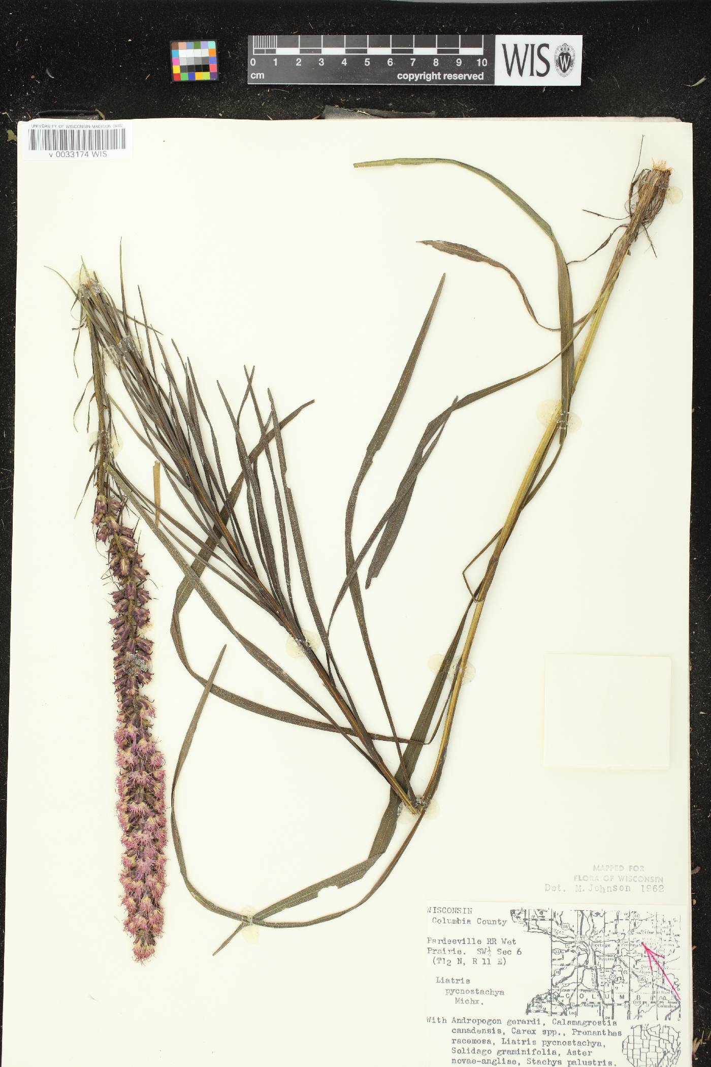 Liatris pycnostachya image