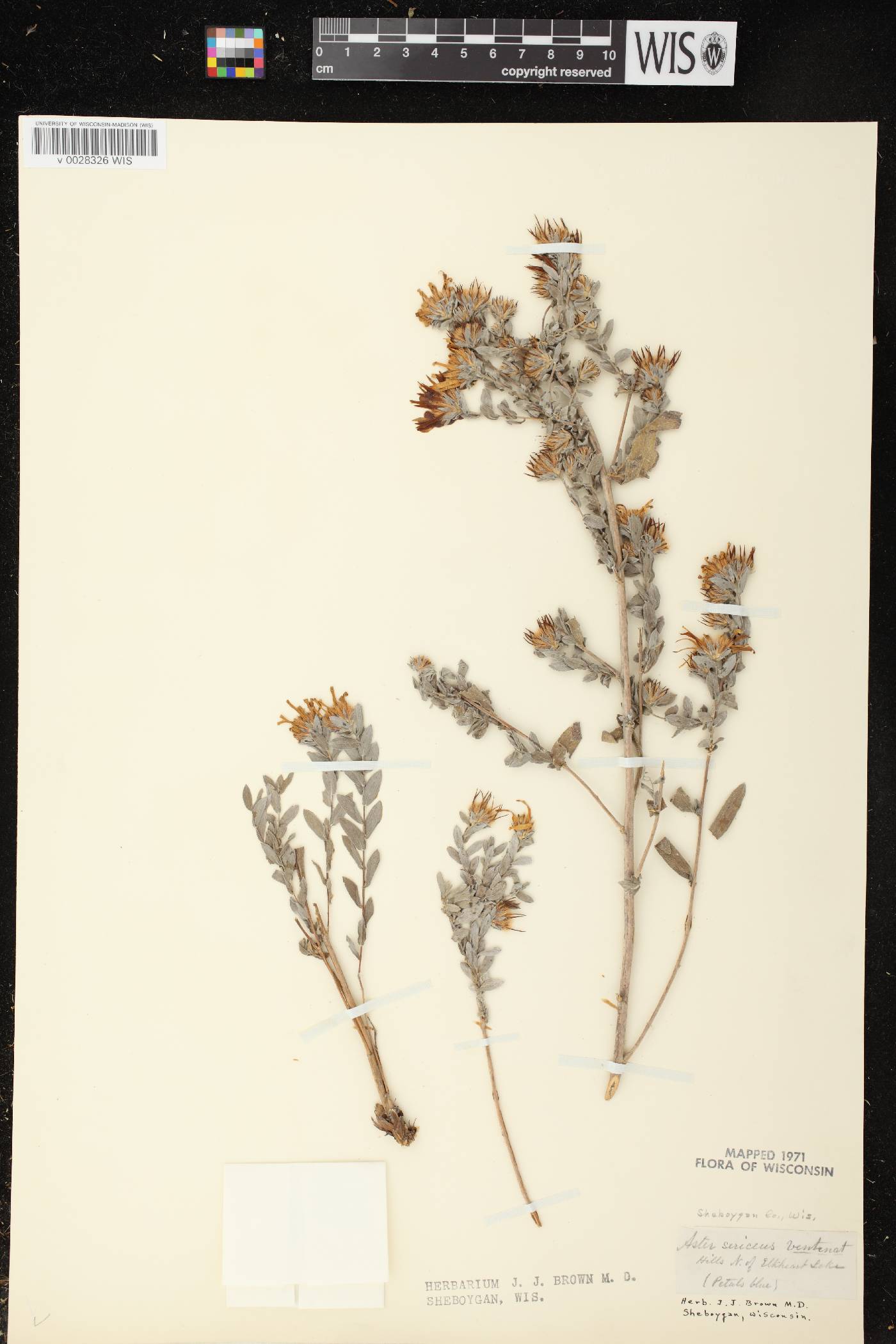 Symphyotrichum sericeum image