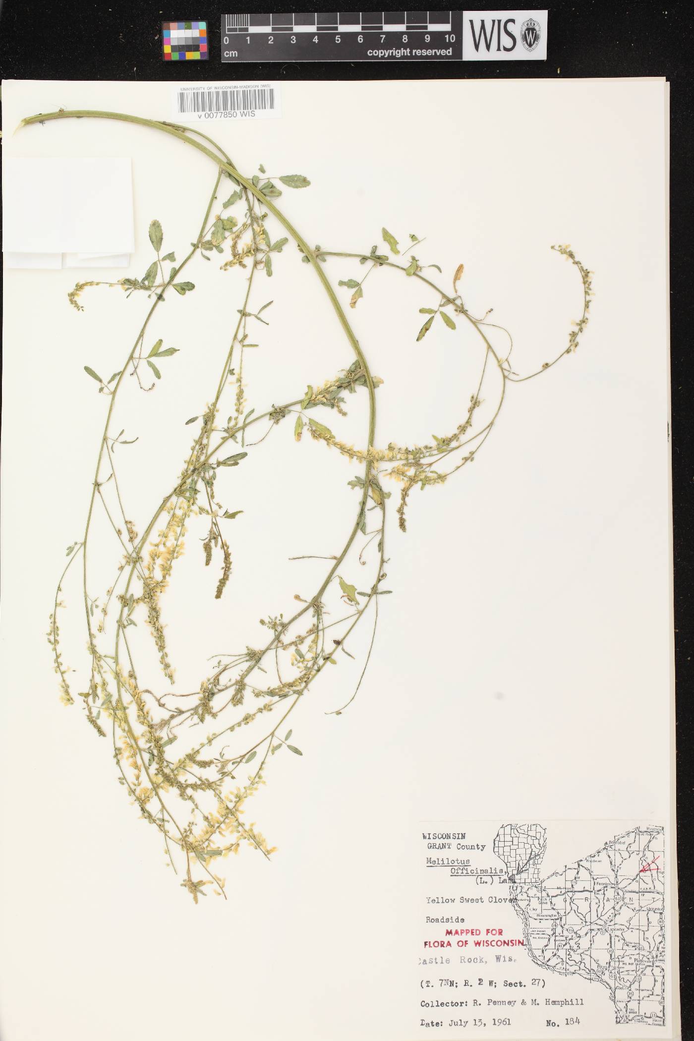 Melilotus officinalis image