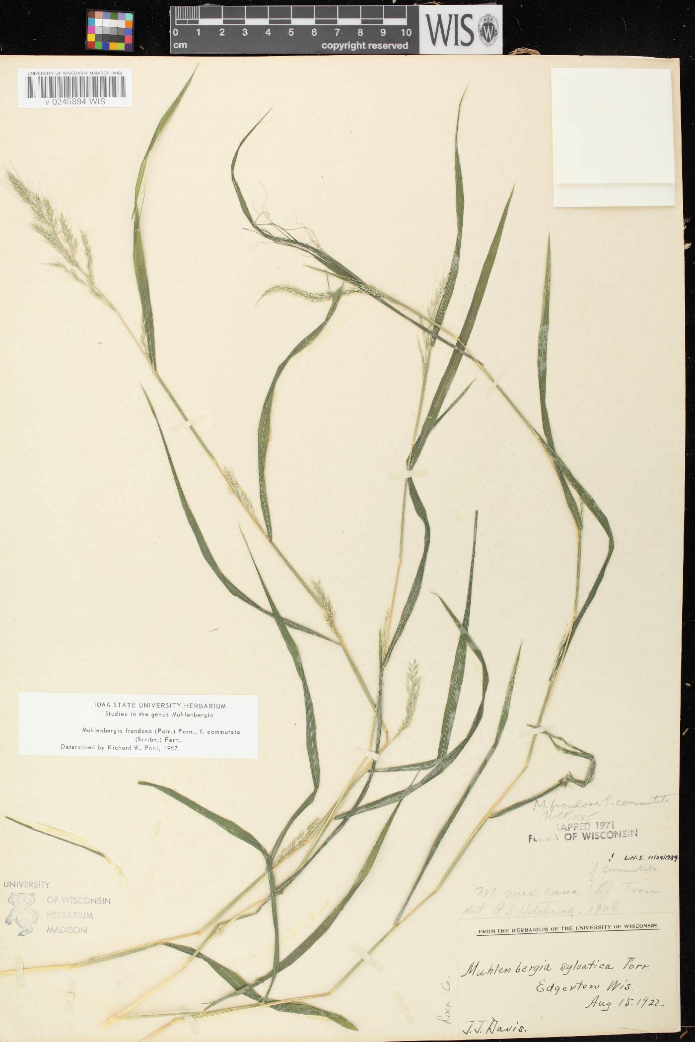 Muhlenbergia frondosa image