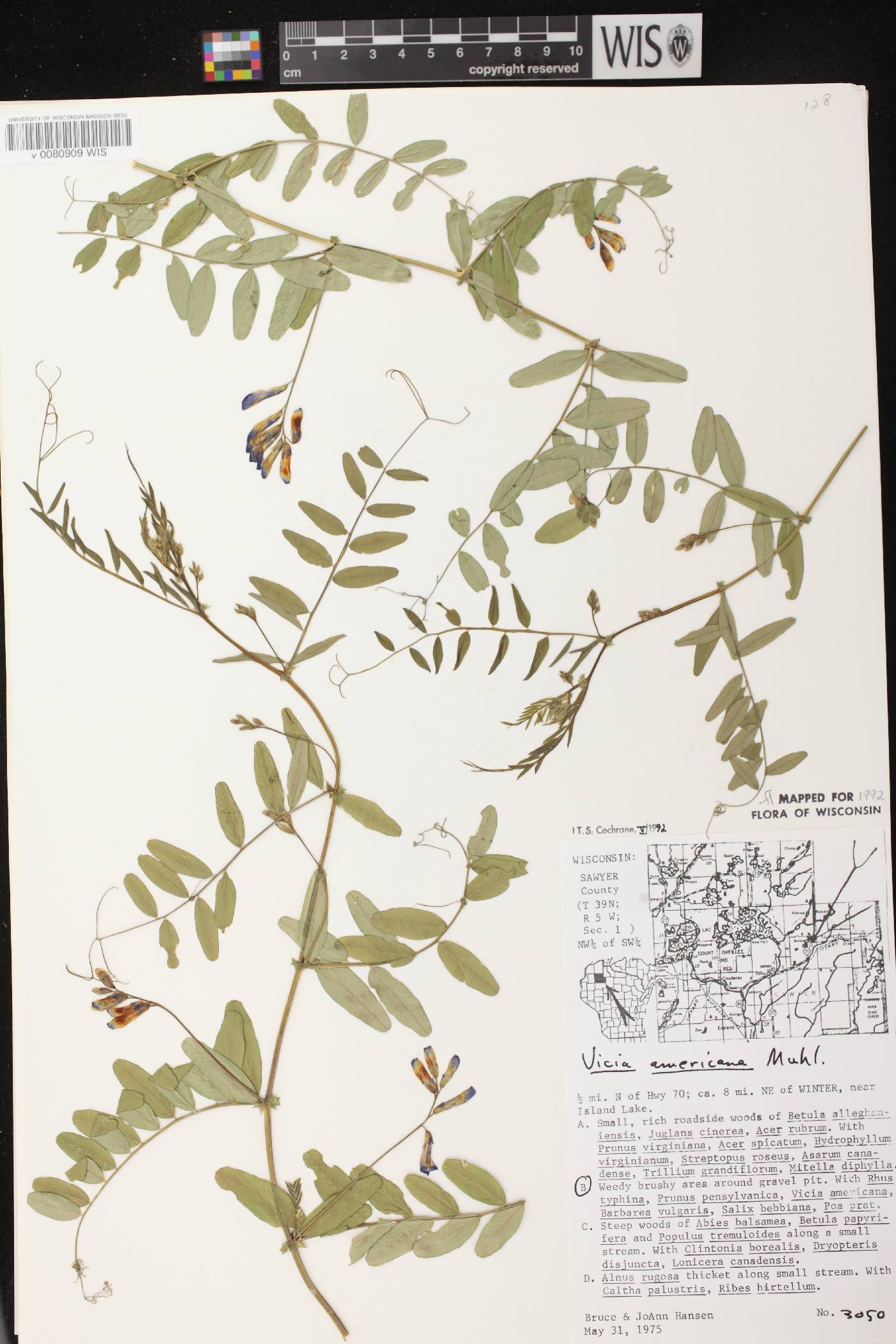 Vicia americana subsp. americana image