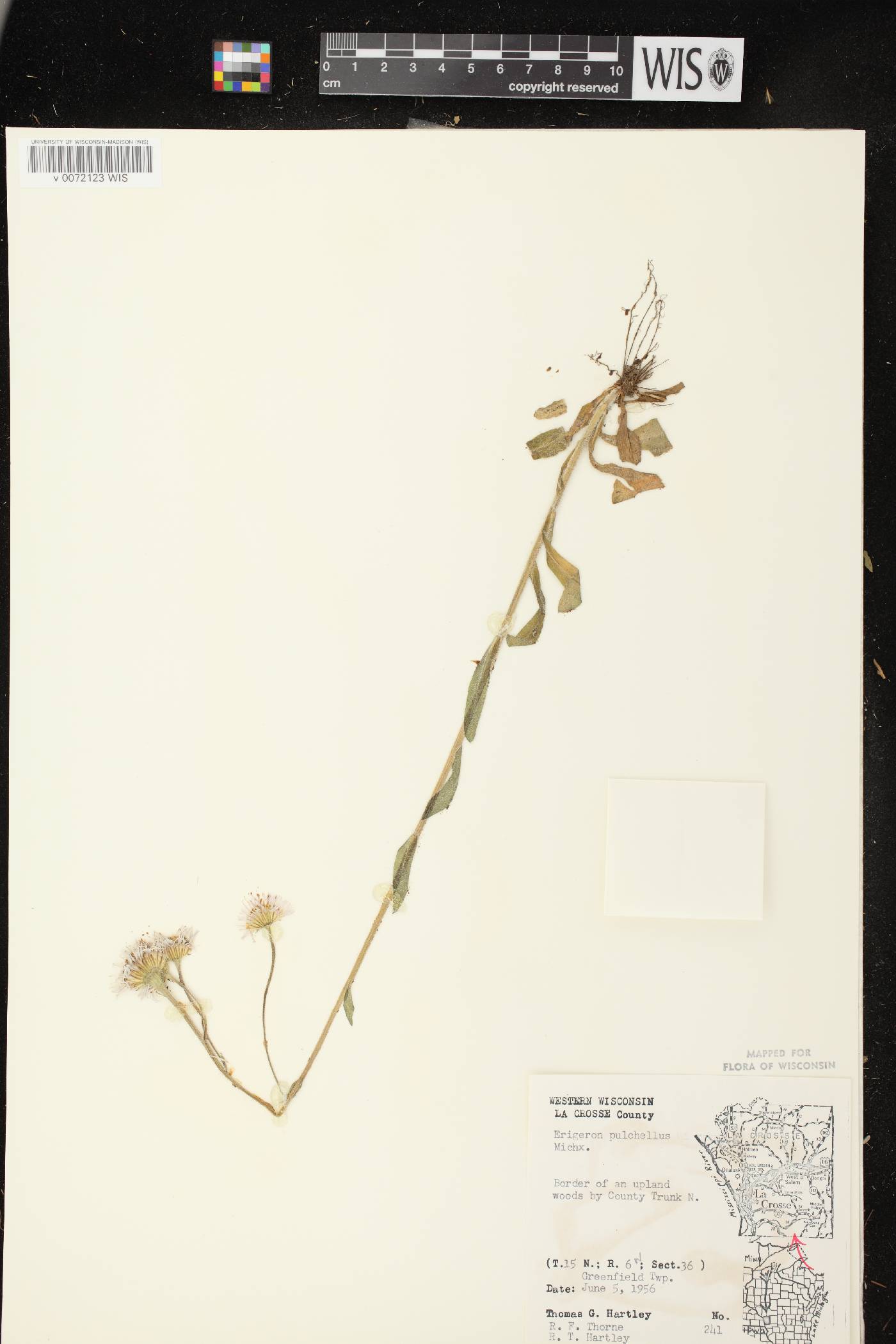 Erigeron pulchellus image
