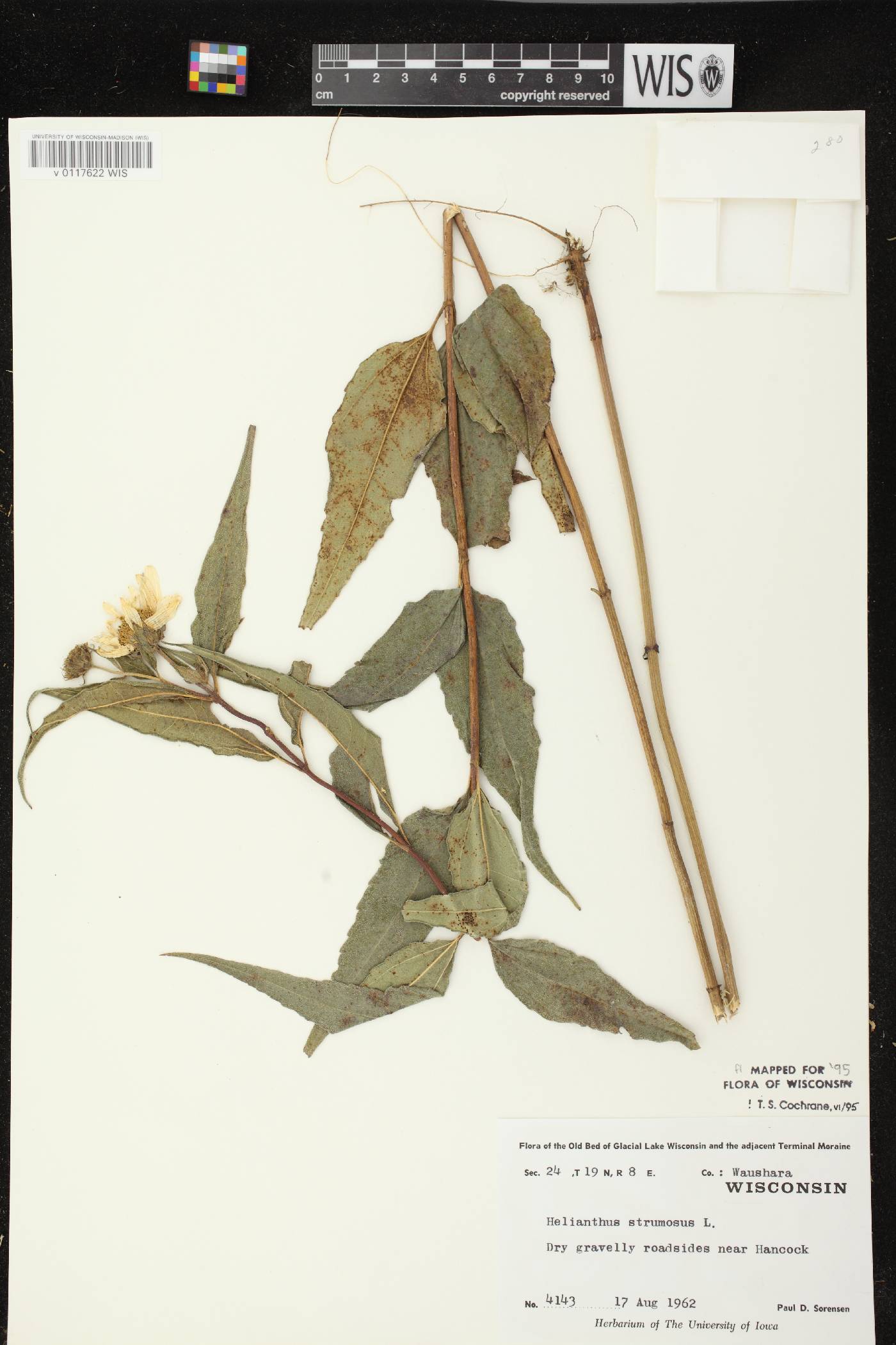 Helianthus strumosus image