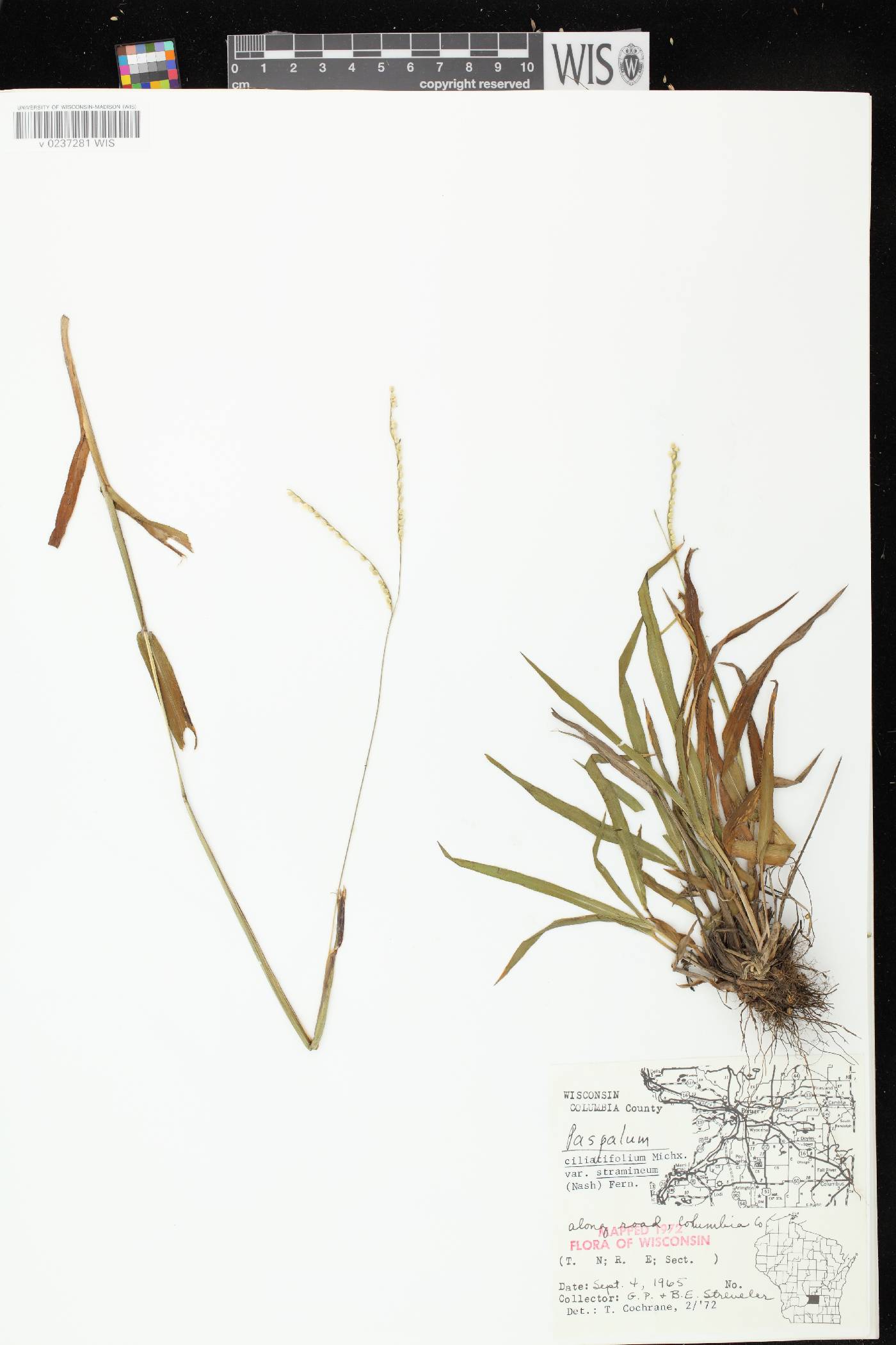 Paspalum setaceum var. stramineum image