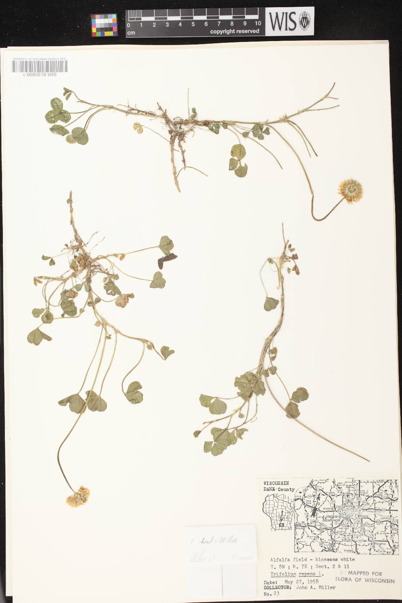 Trifolium repens image