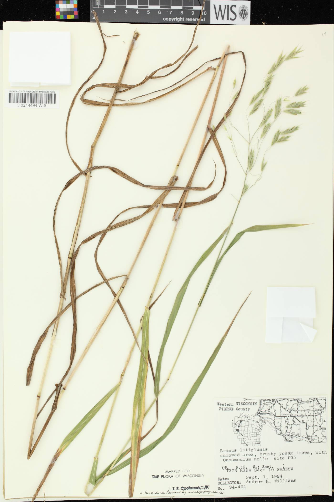 Bromus latiglumis image