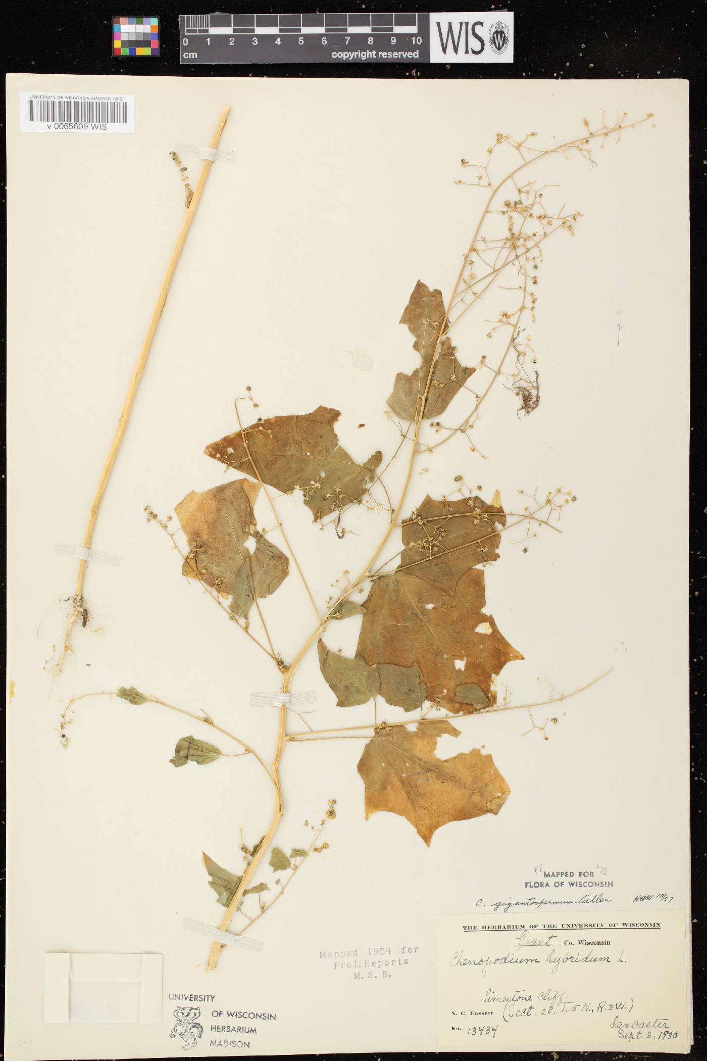 Chenopodium simplex image