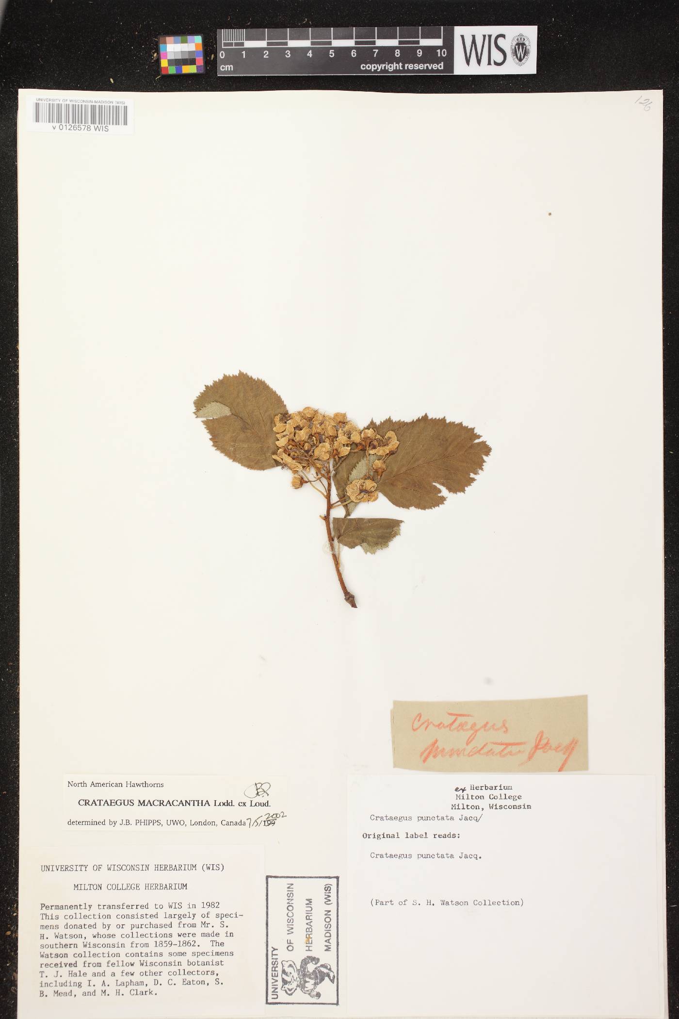 Crataegus punctata image