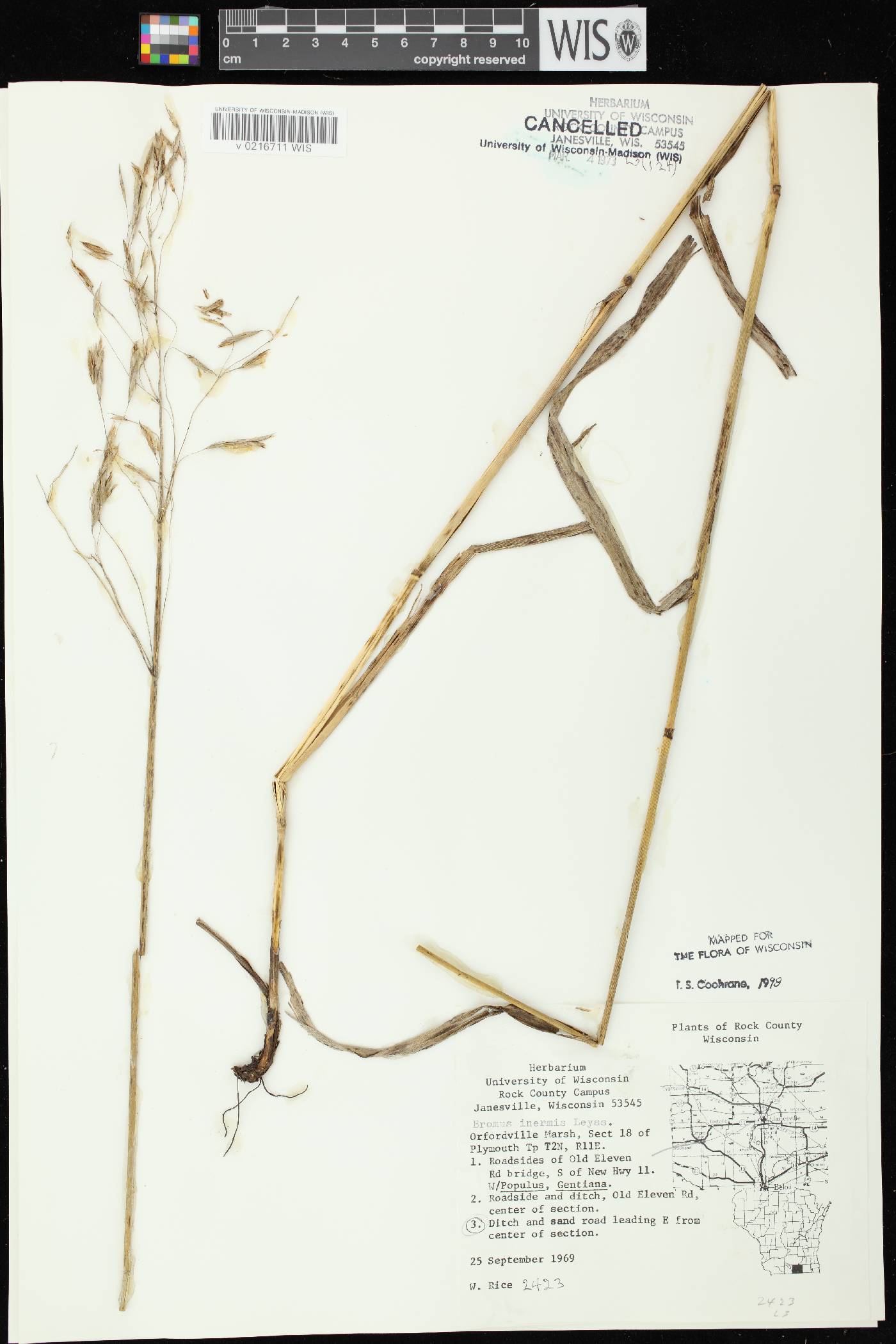 Bromus inermis image