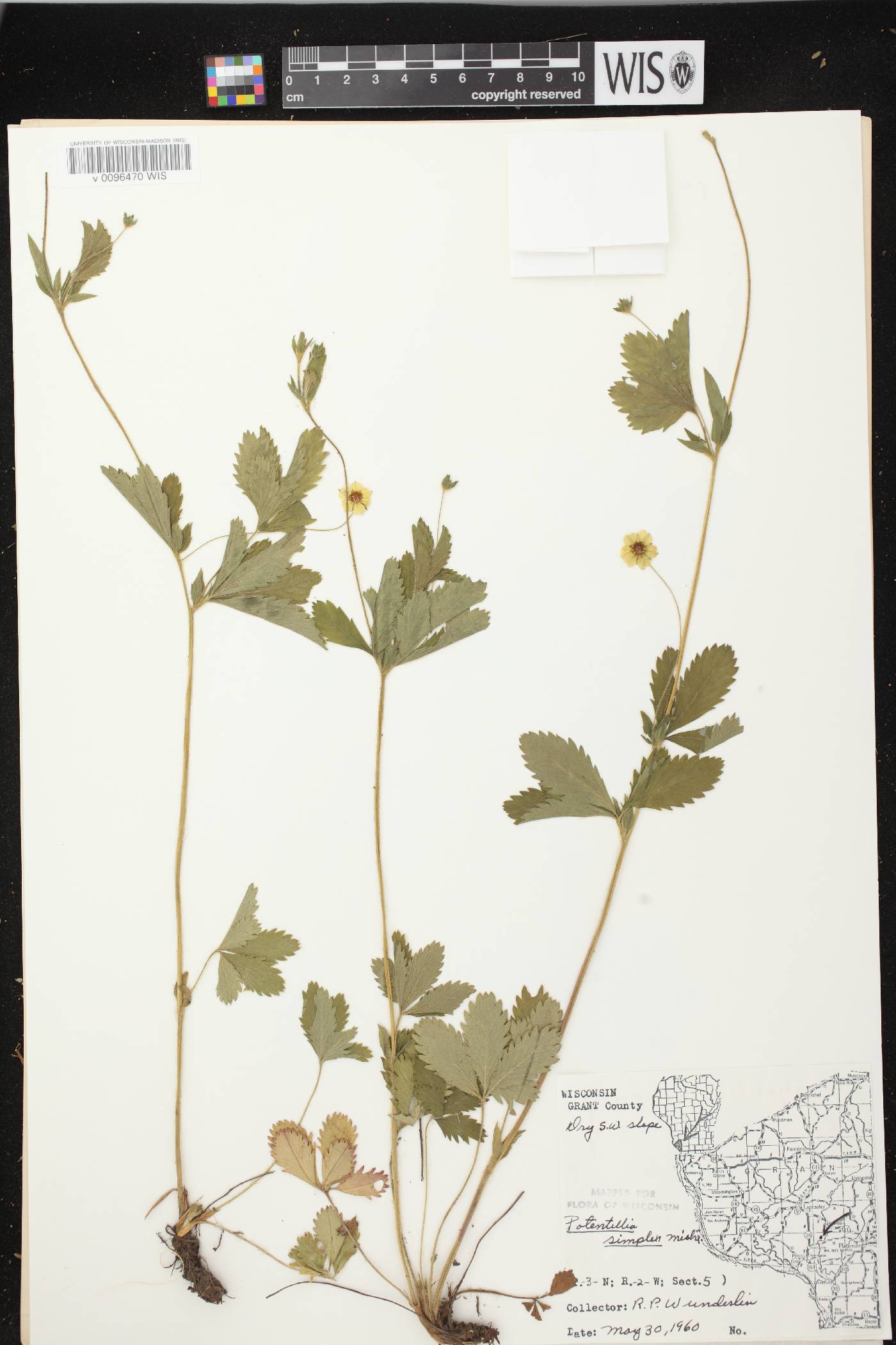 Potentilla simplex image