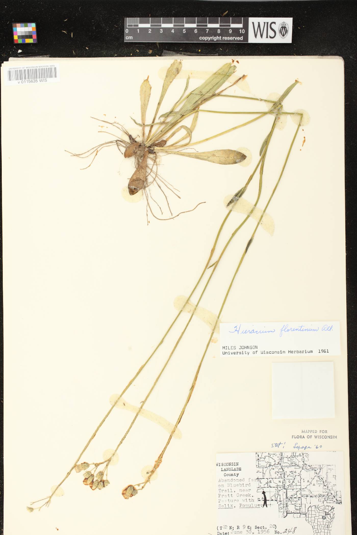 Hieracium piloselloides image