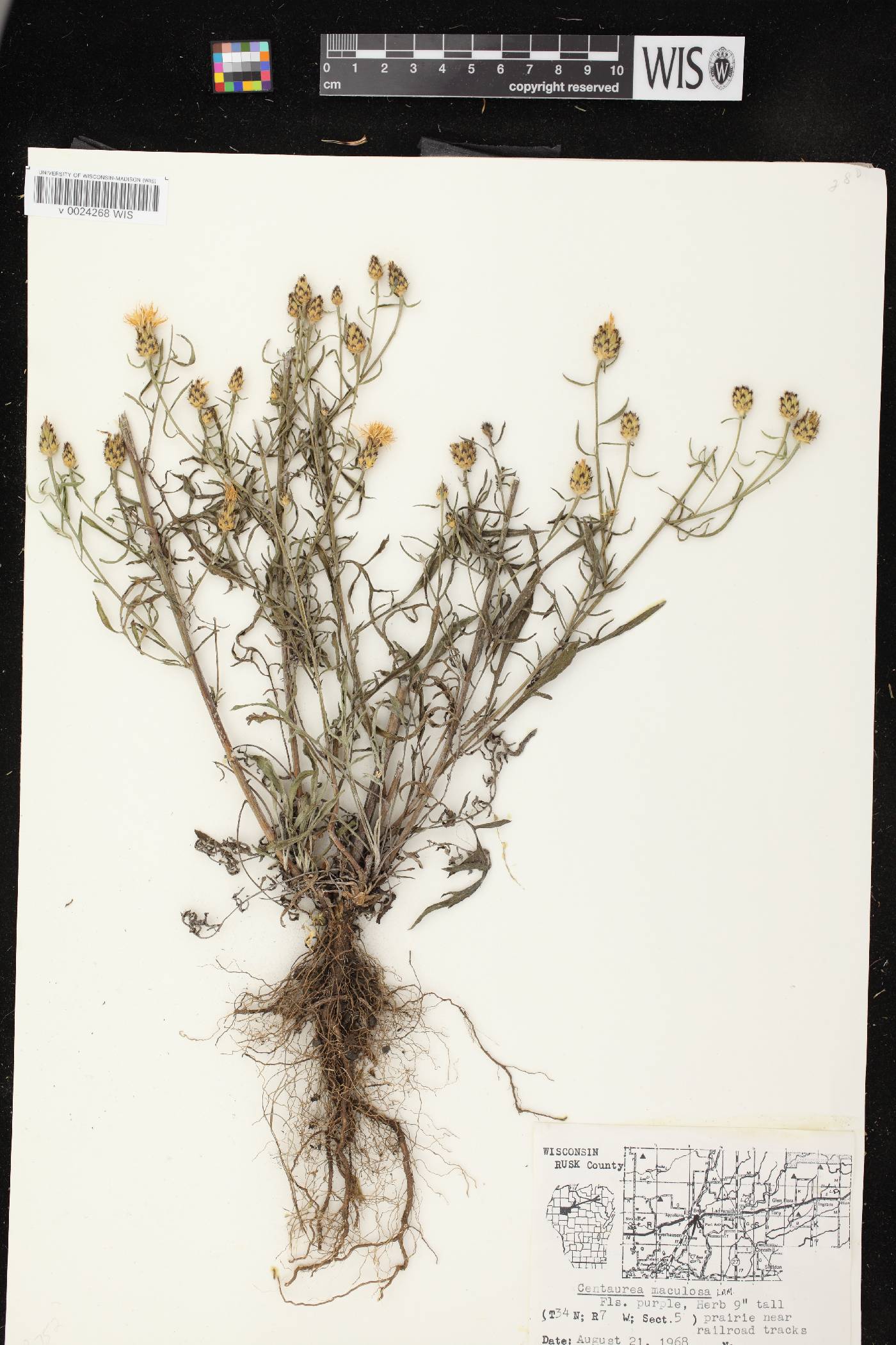 Centaurea stoebe image