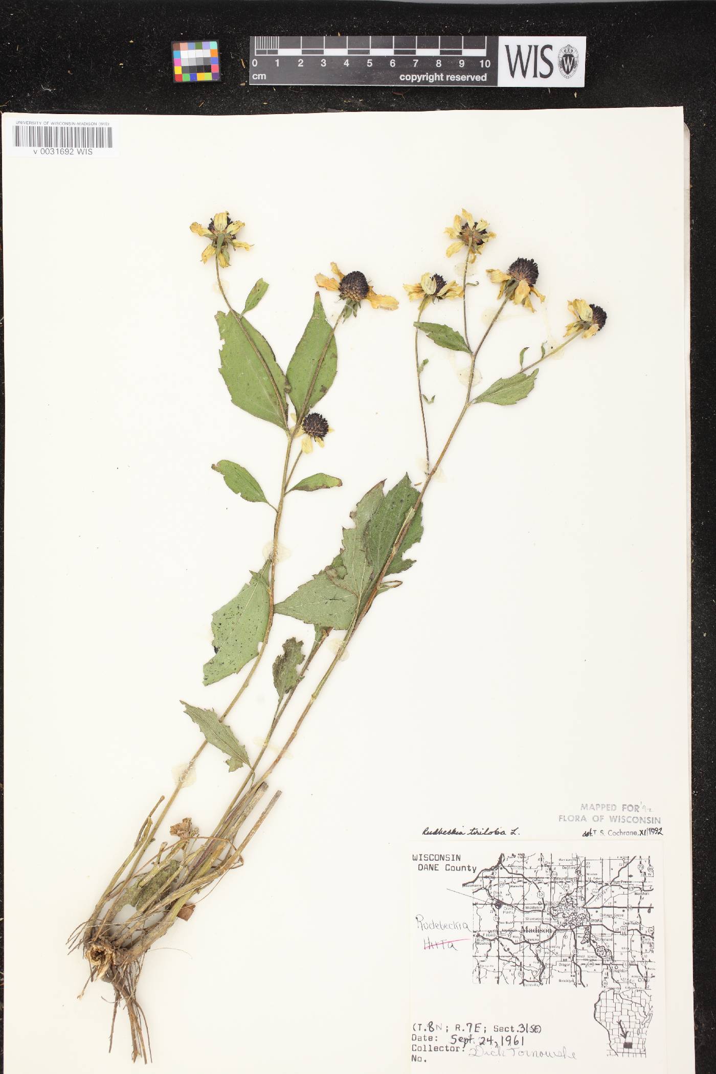 Rudbeckia triloba image