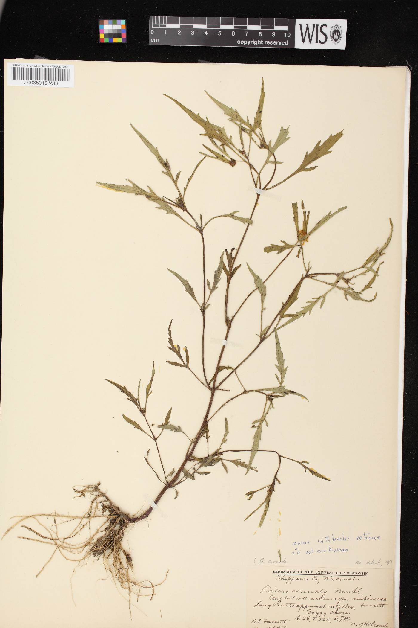 Bidens connata image
