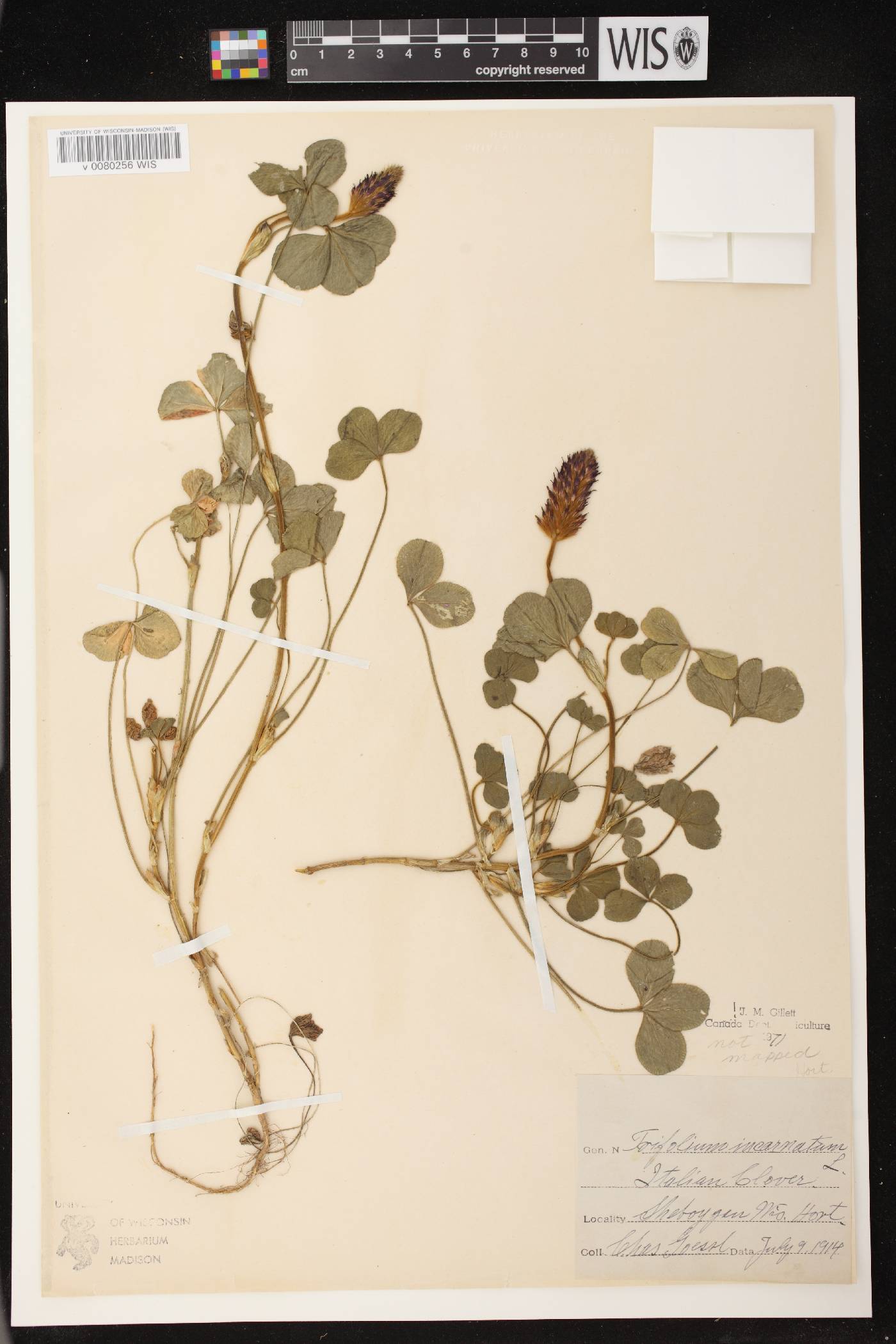 Trifolium incarnatum image