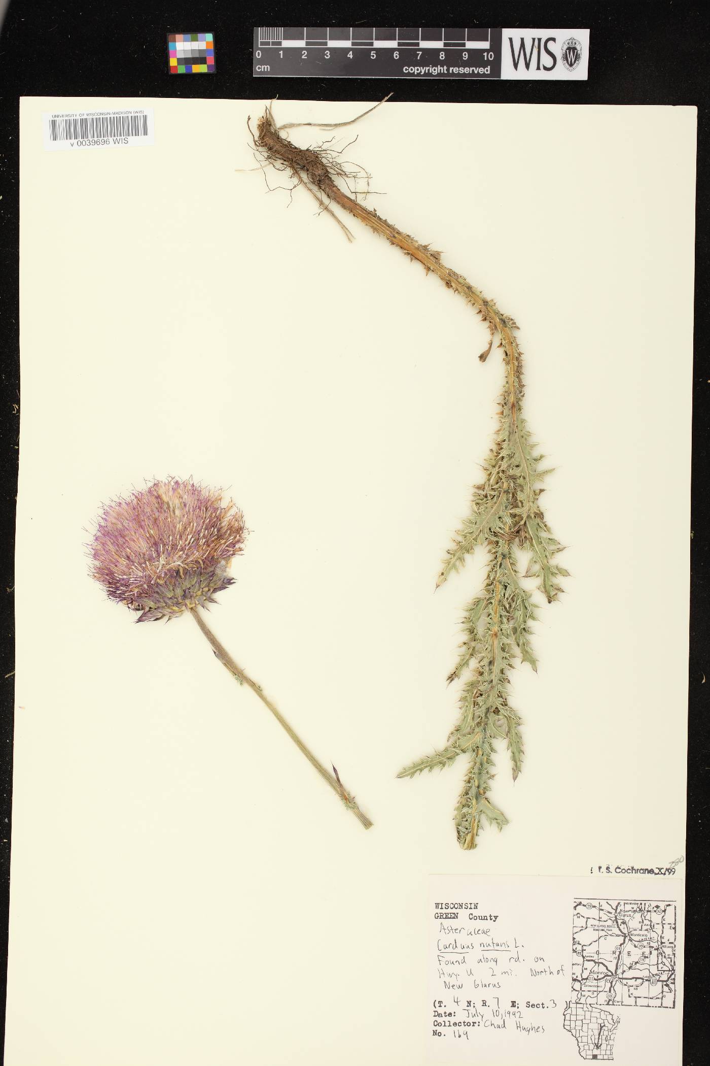 Carduus nutans image