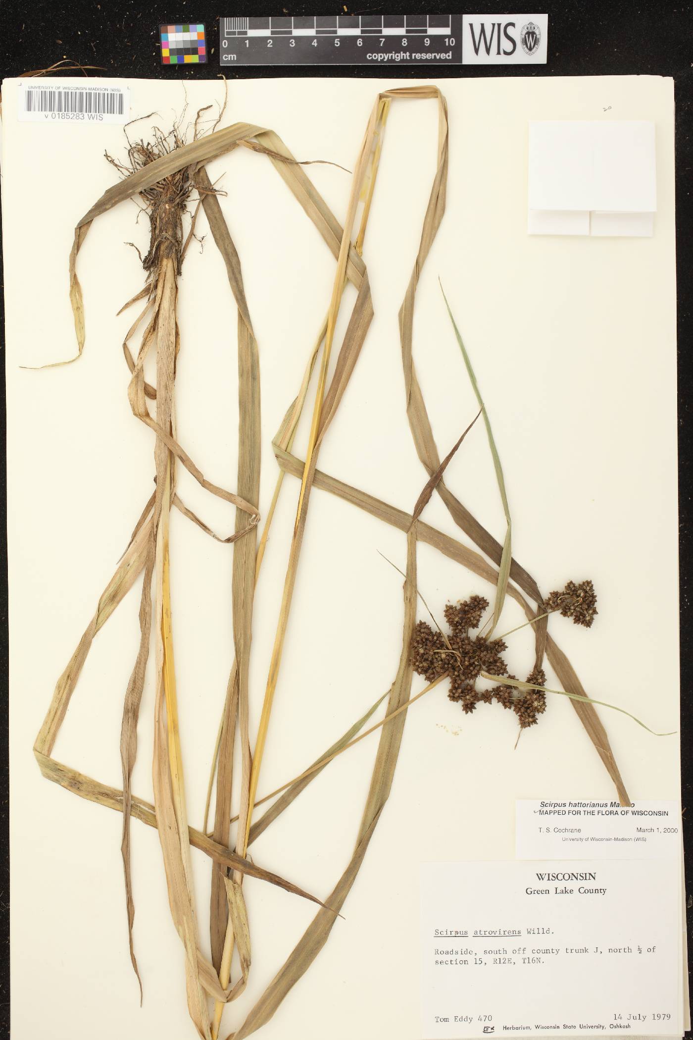 Scirpus hattorianus image