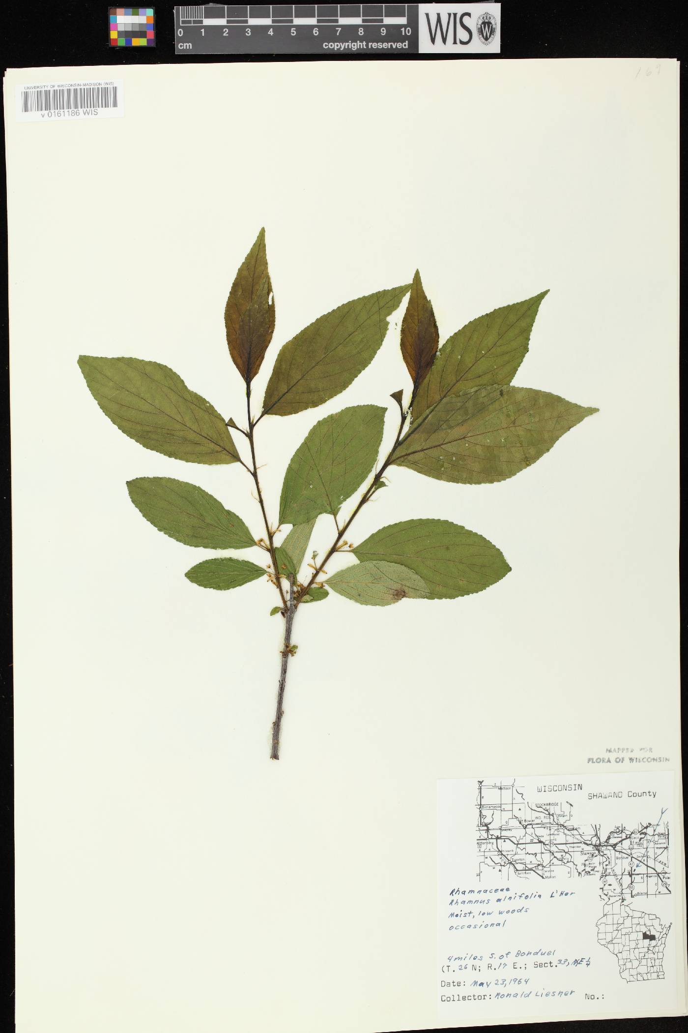 Rhamnus alnifolia image