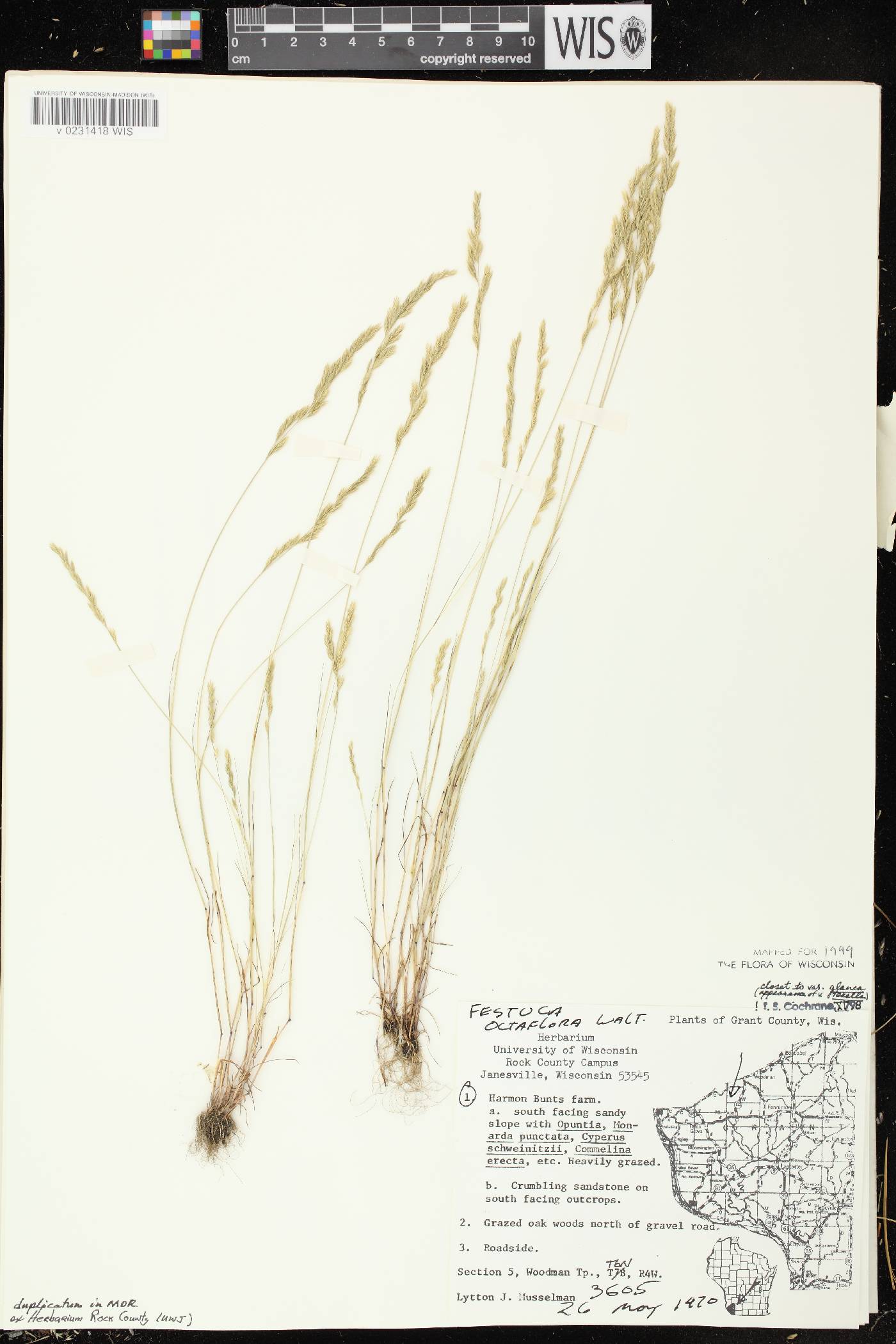 Festuca octoflora image