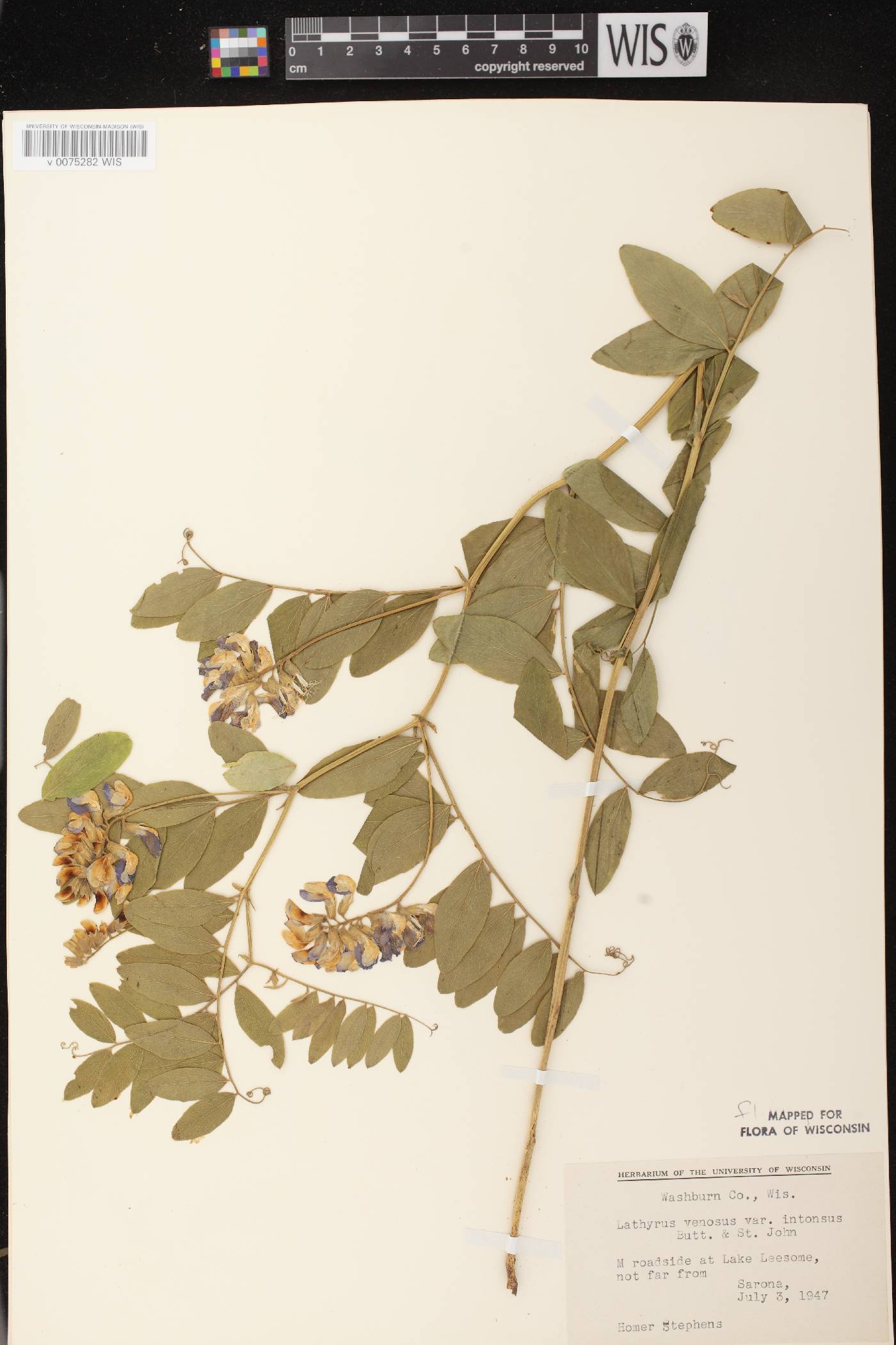 Lathyrus venosus image