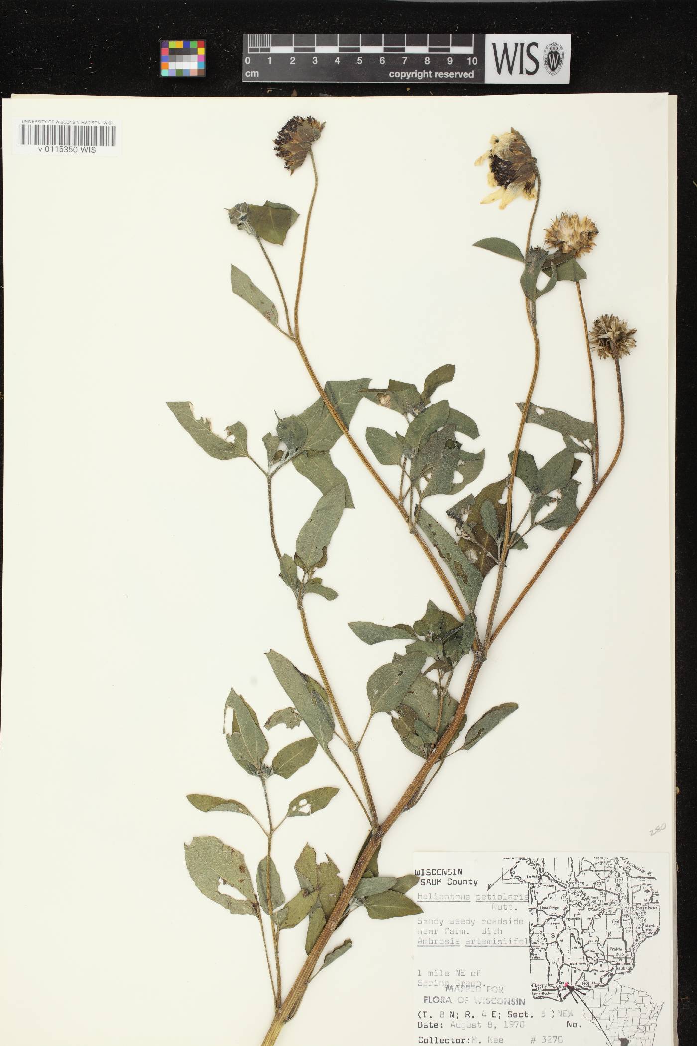 Helianthus petiolaris subsp. petiolaris image