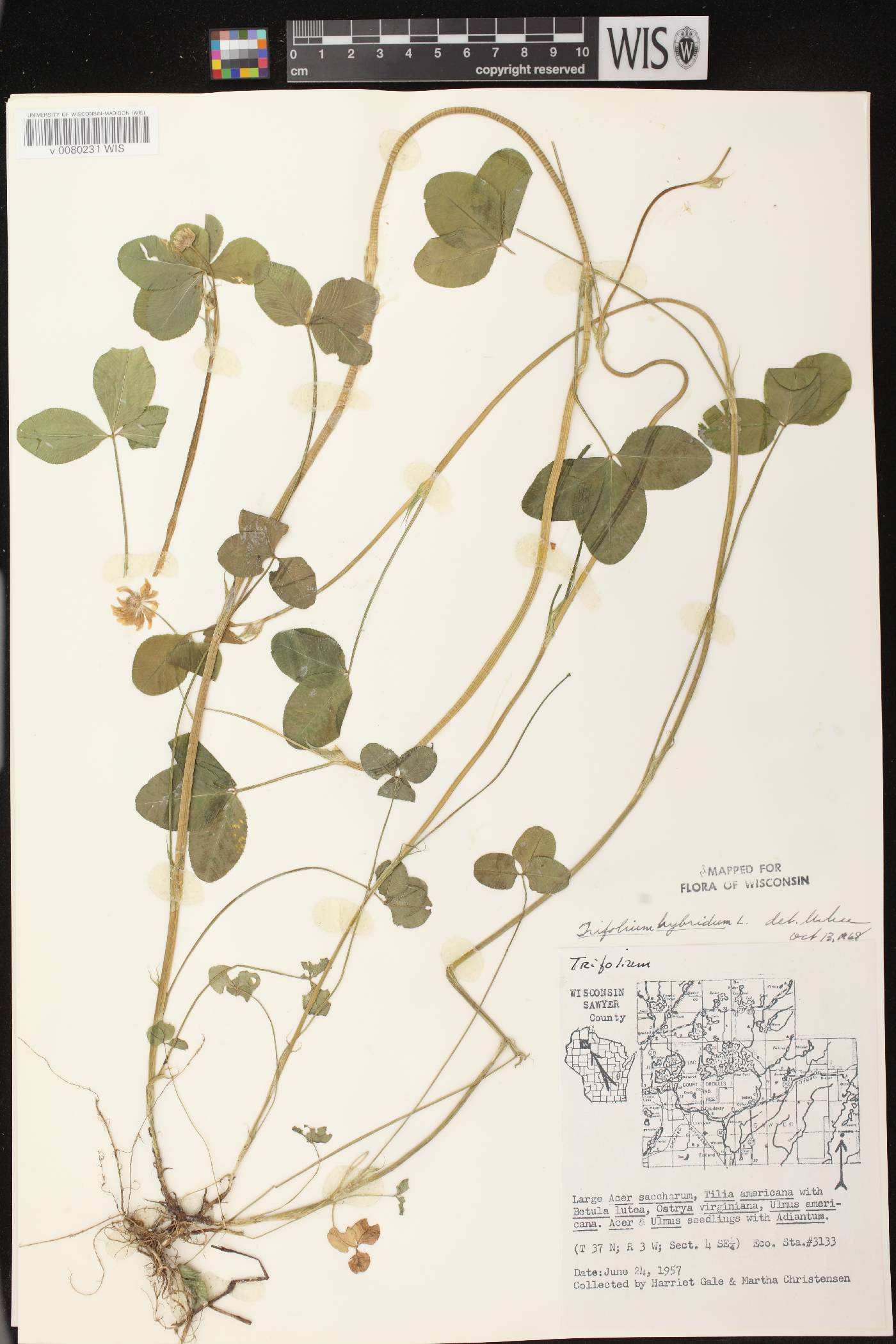Trifolium hybridum image