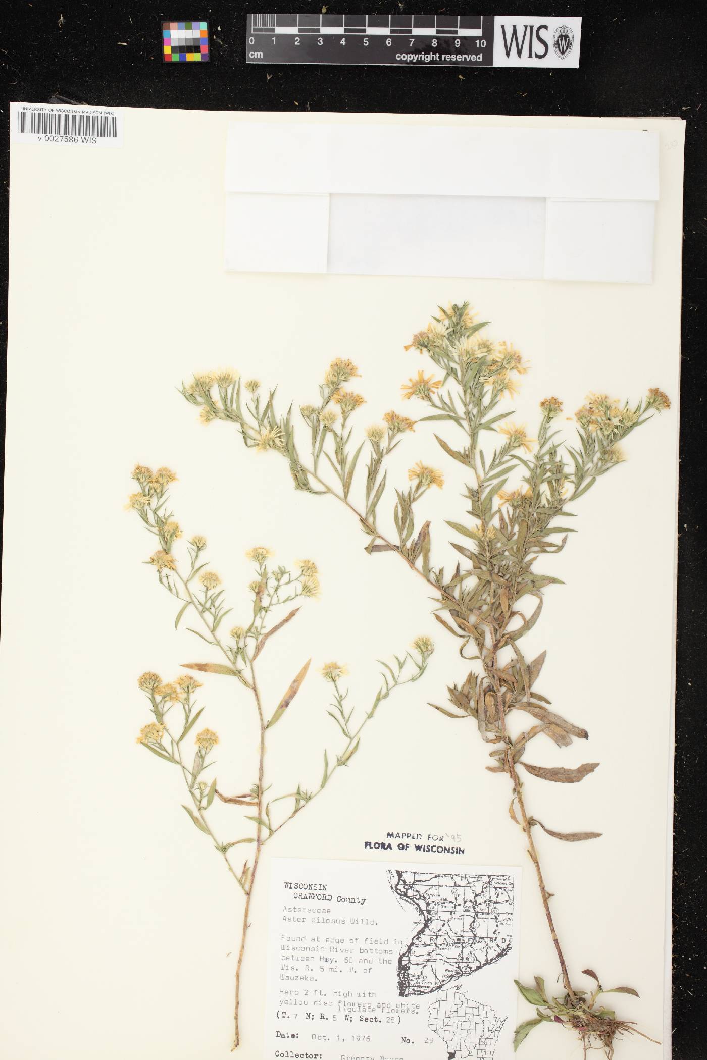 Symphyotrichum pilosum image