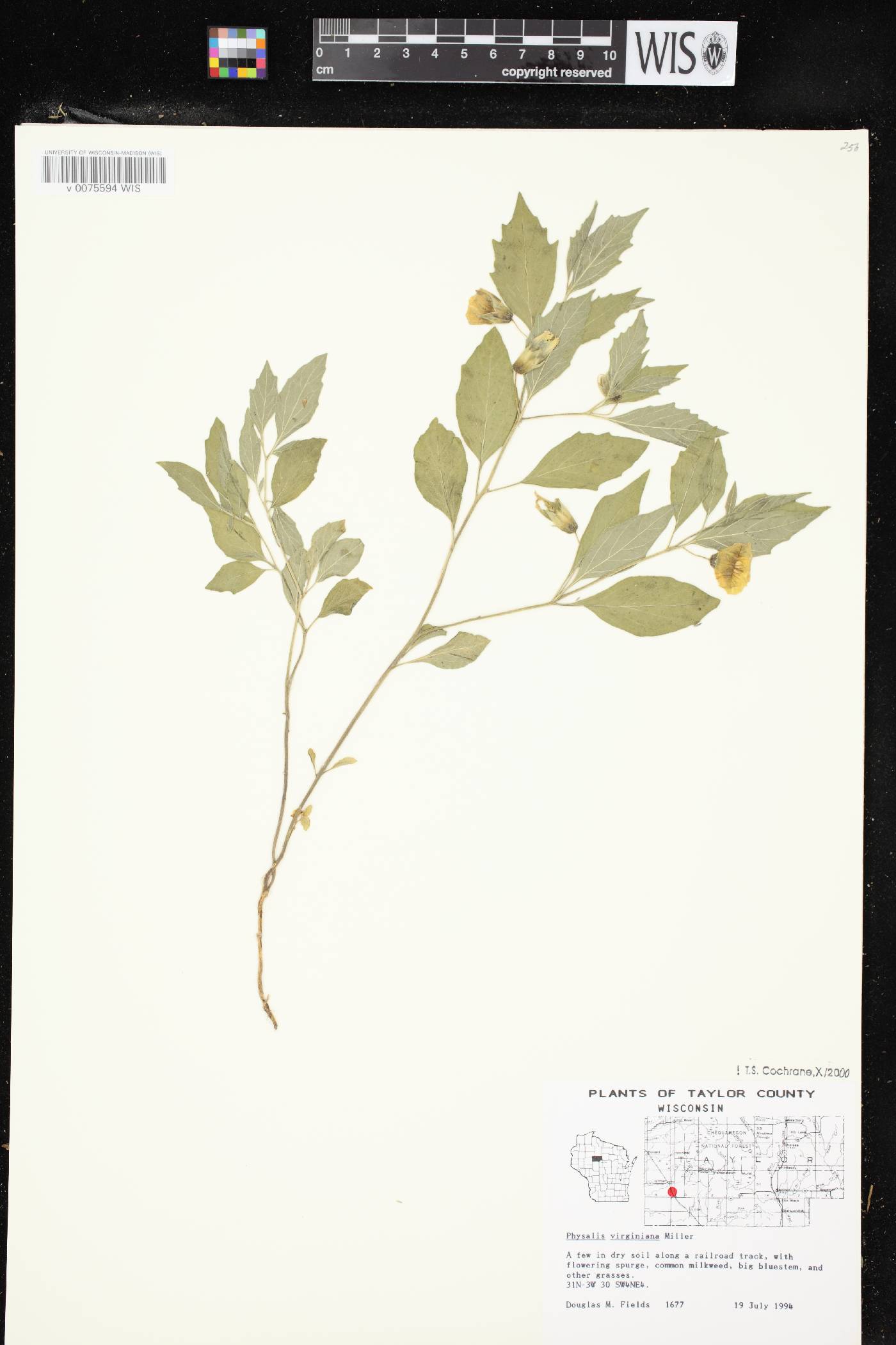 Physalis virginiana var. virginiana image