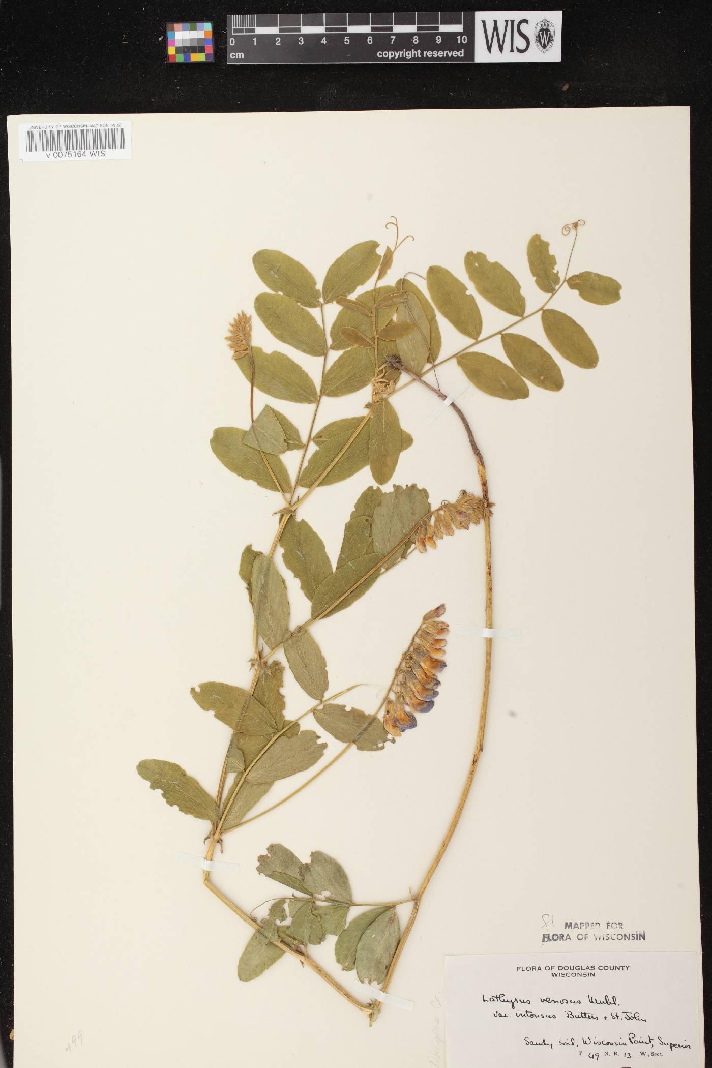Lathyrus venosus image