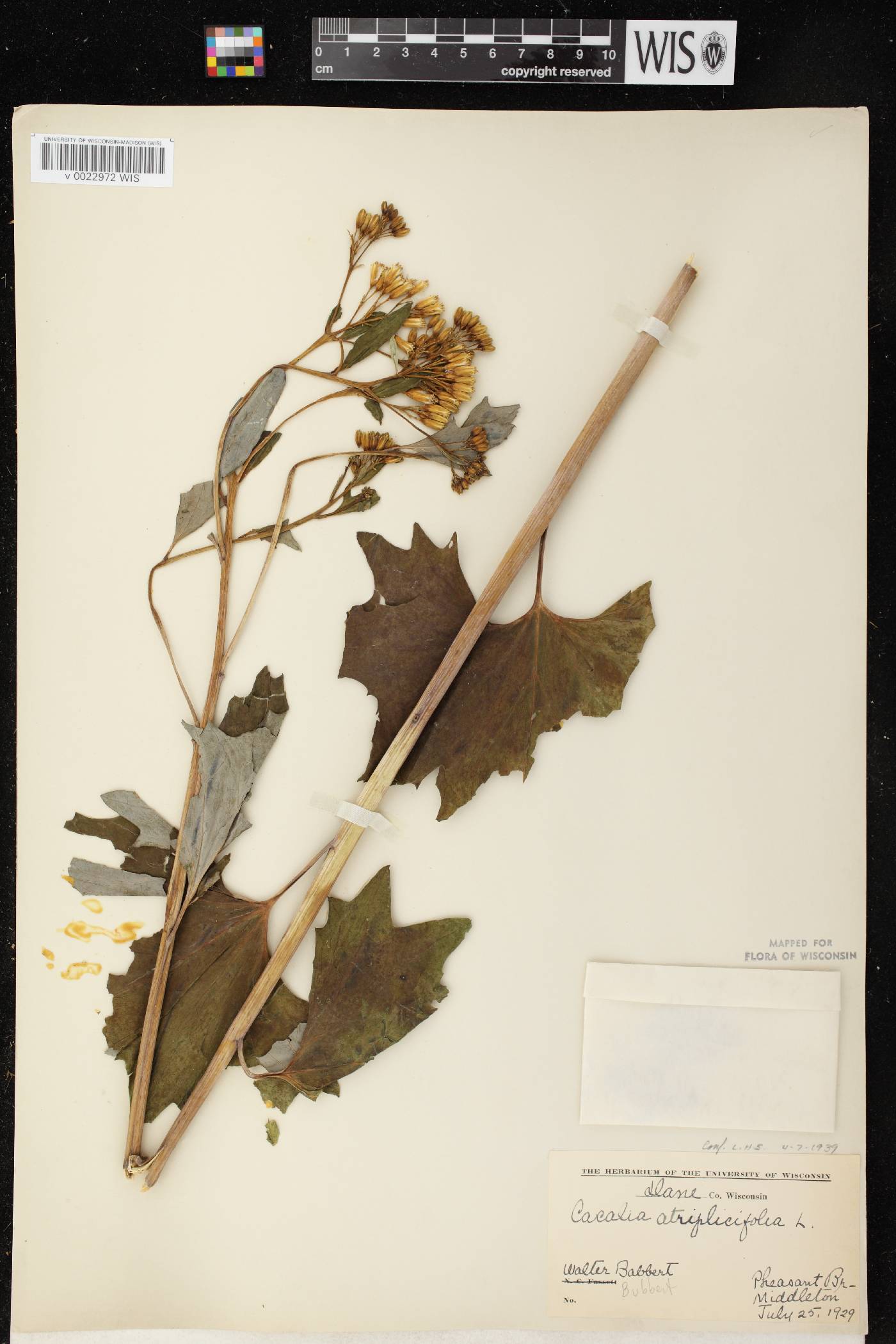 Arnoglossum atriplicifolium image