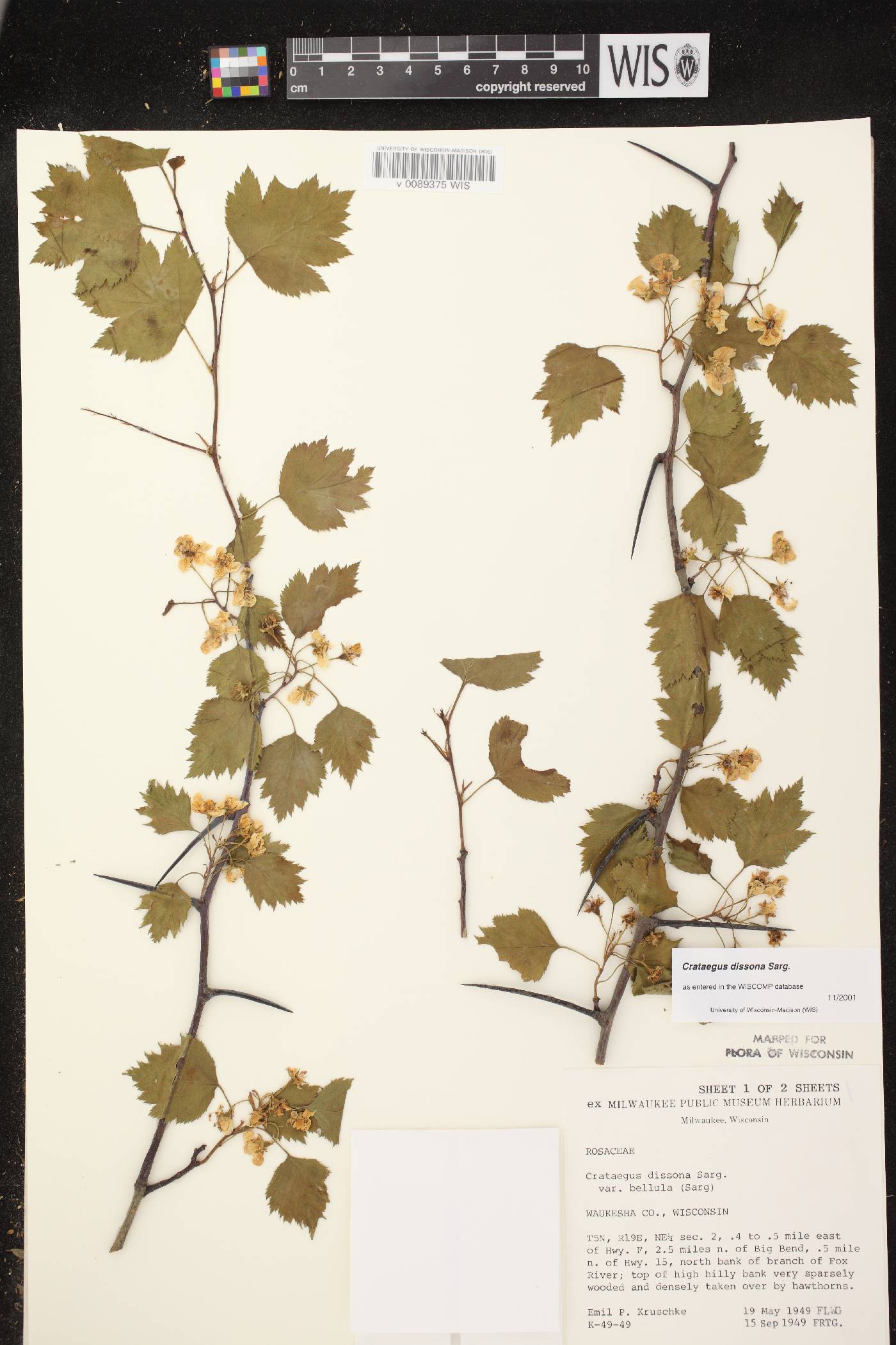Crataegus pruinosa var. dissona image