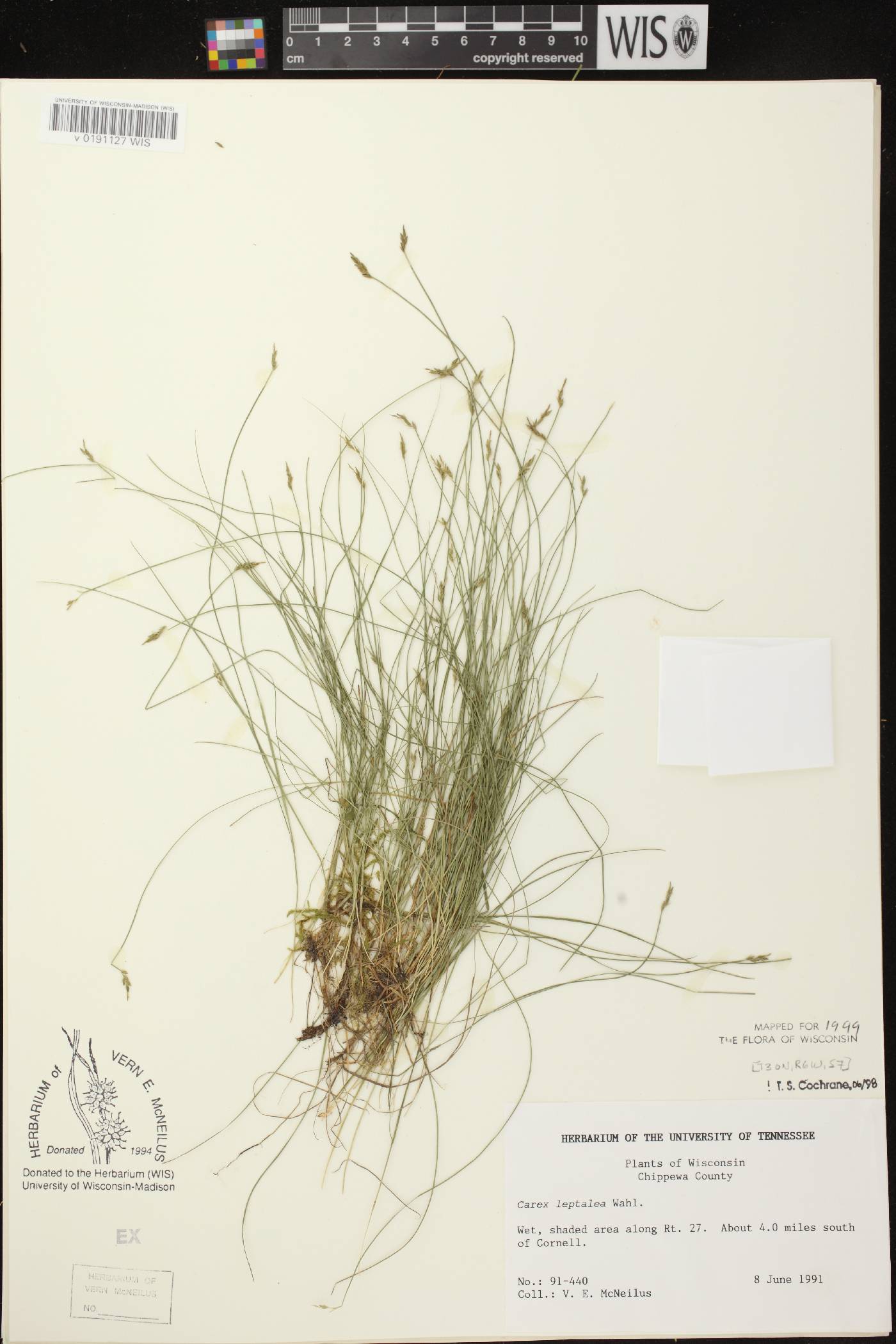 Carex leptalea image