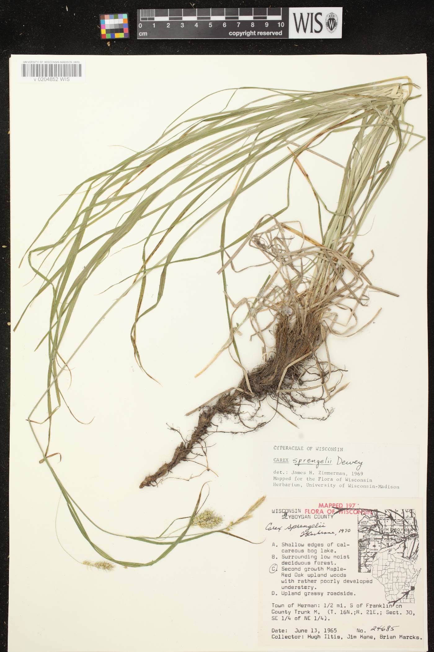 Carex sprengelii image