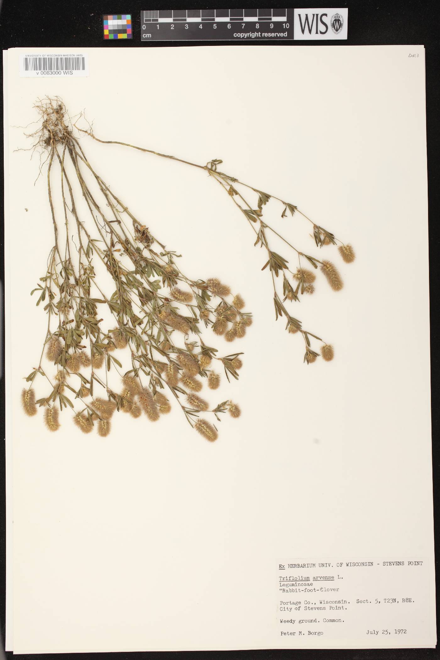 Trifolium arvense image