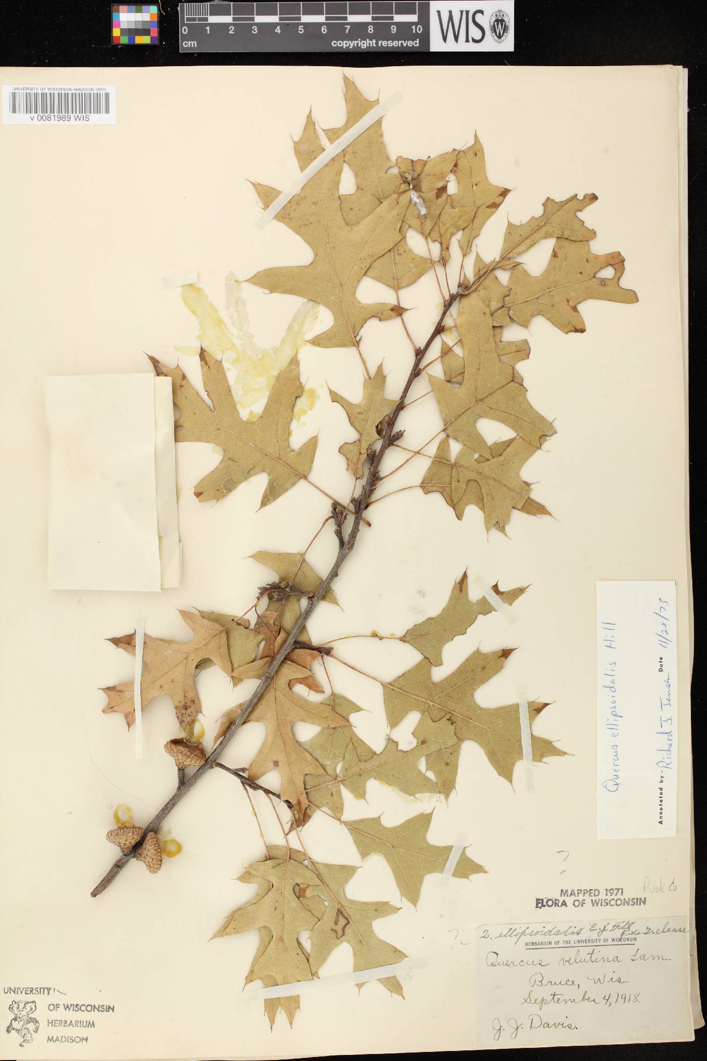 Quercus ellipsoidalis image