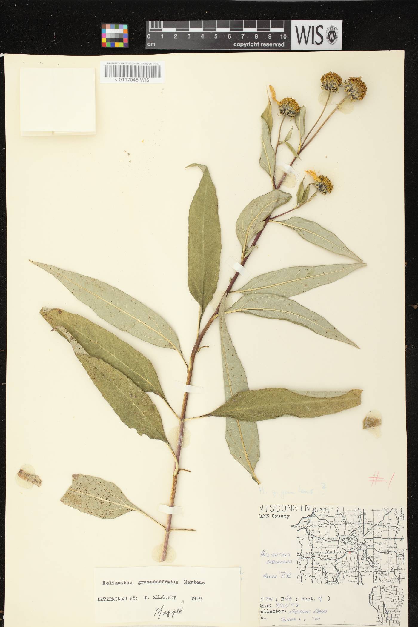 Helianthus grosseserratus image